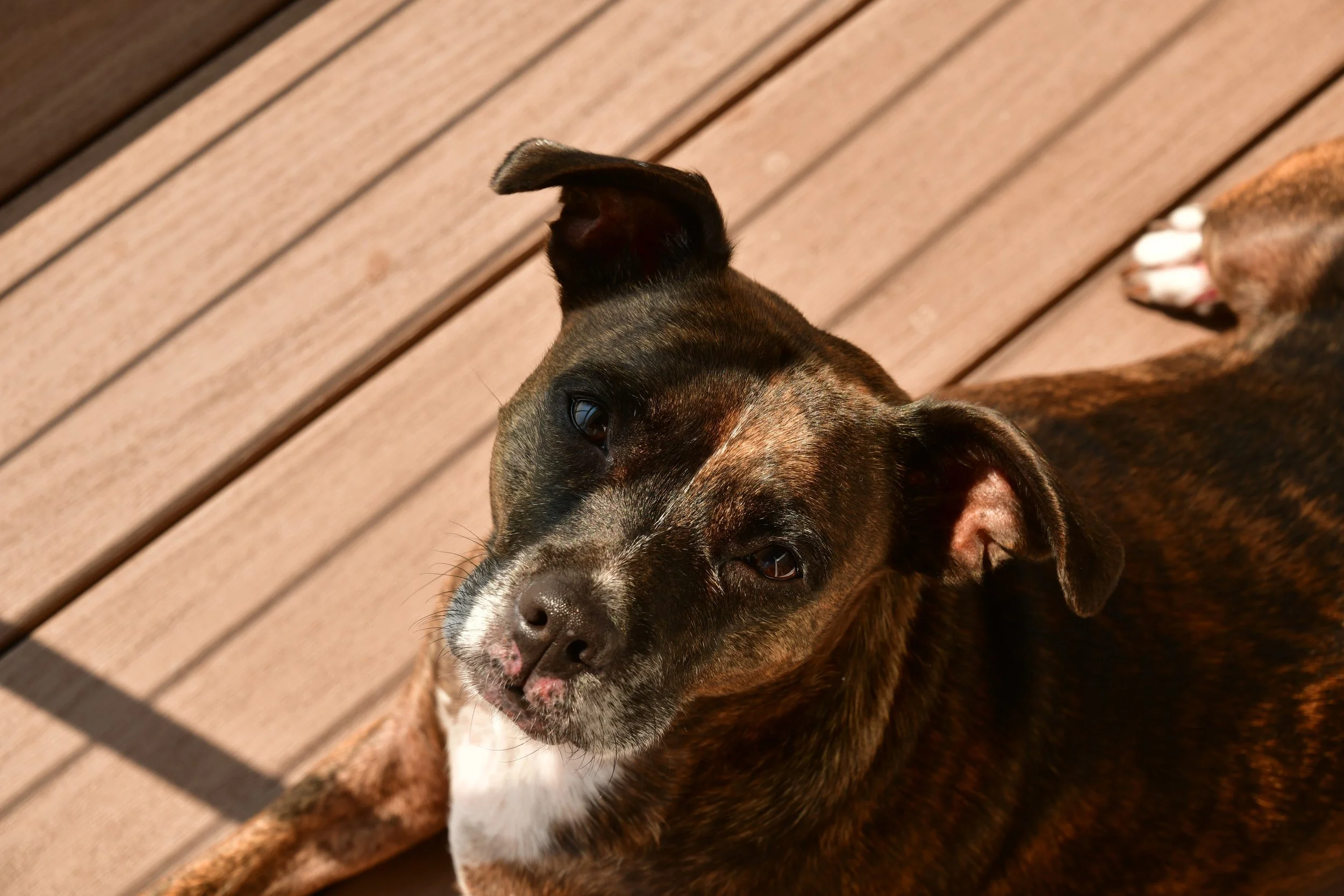 Molly on the Deck - Aug 2025
