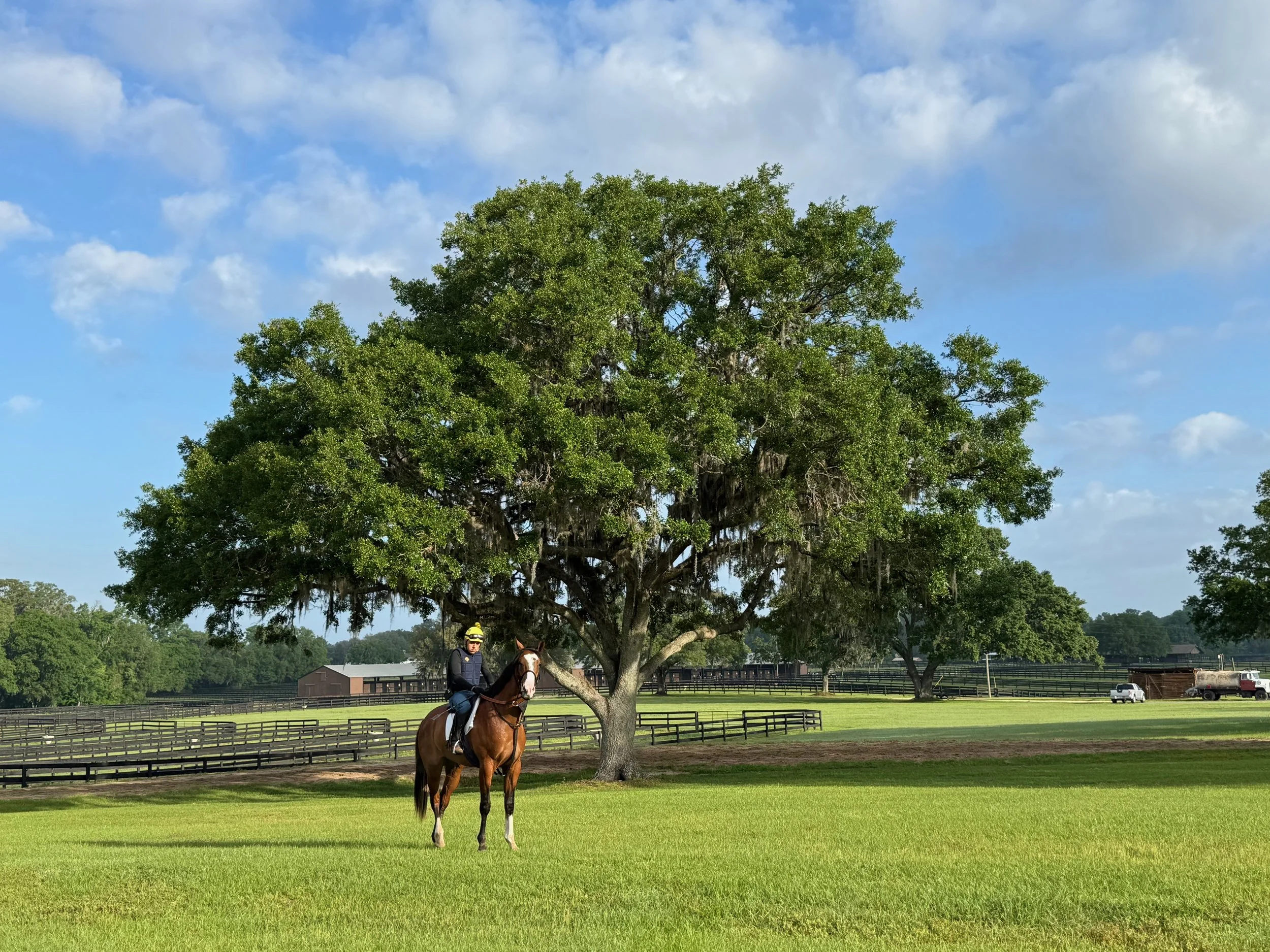 Ocala 2YOs in Training - April 2025