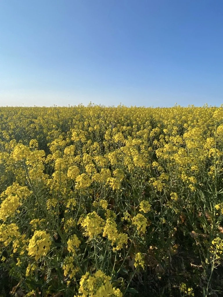 Champ de colza à Pendé, Hauts-de-France, Picardie, Somme