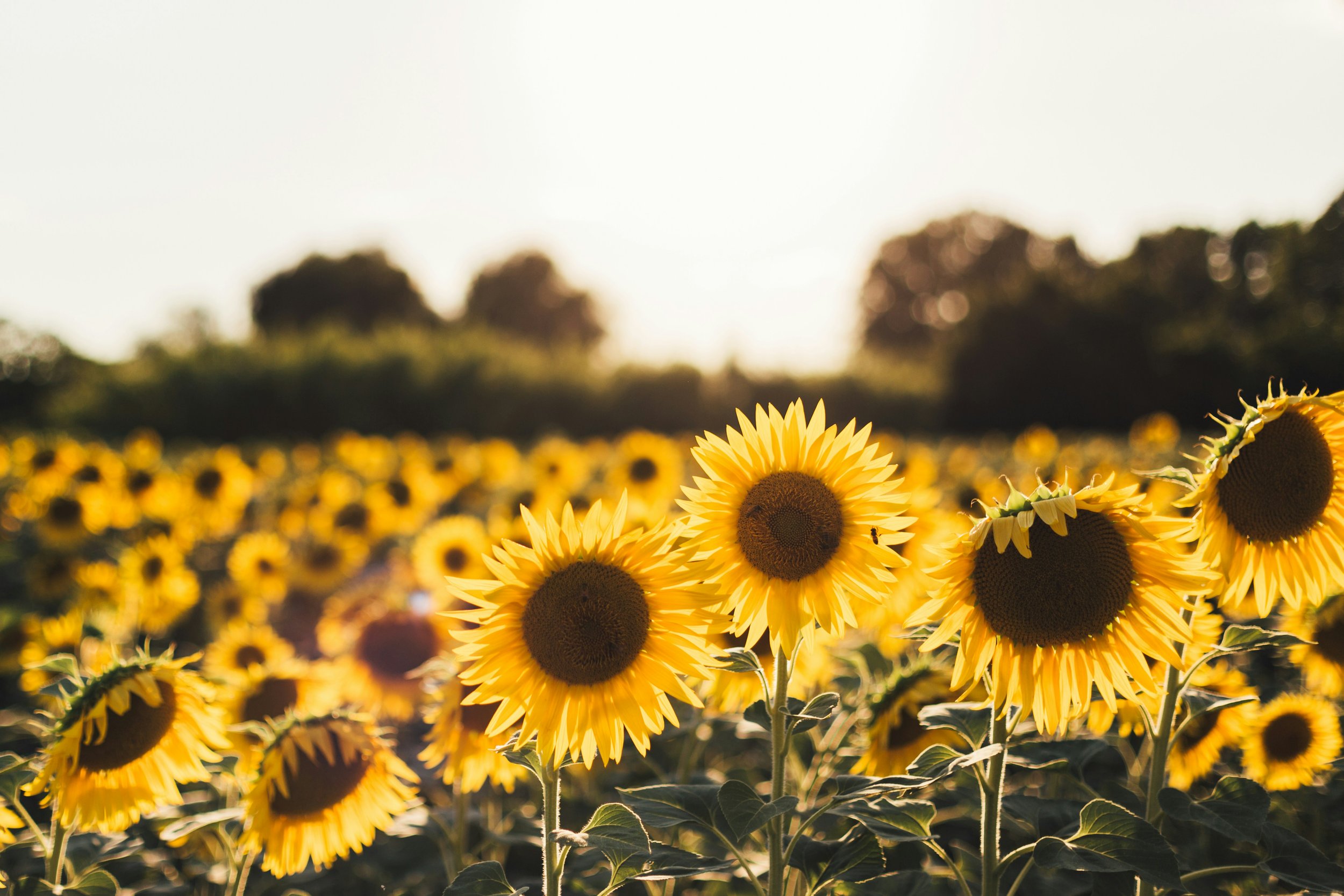 Sunflowers in a field at sunset with trees in the background.