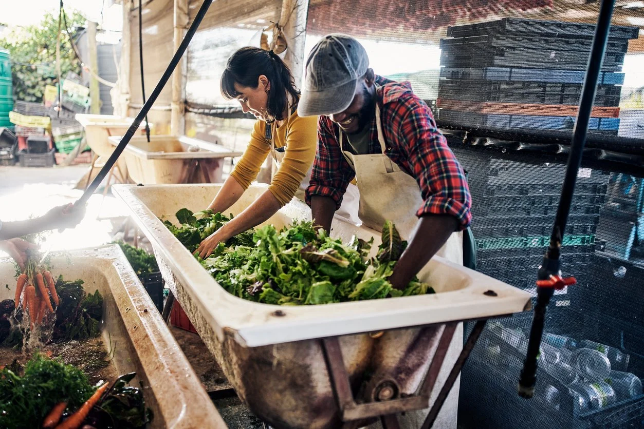 Two people washing fresh vegetables in large sinks outdoors, with one person wearing a yellow shirt and the other in a plaid shirt and hat, surrounded by gardening supplies and greenery.