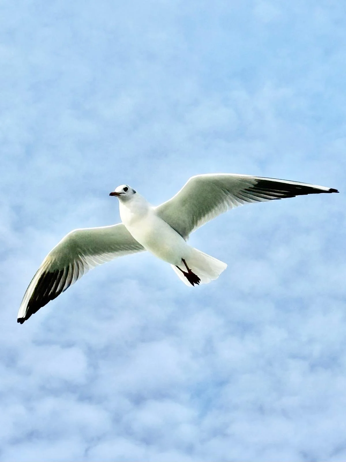 Un goéland blanc en vol dans un ciel bleu avec des nuages