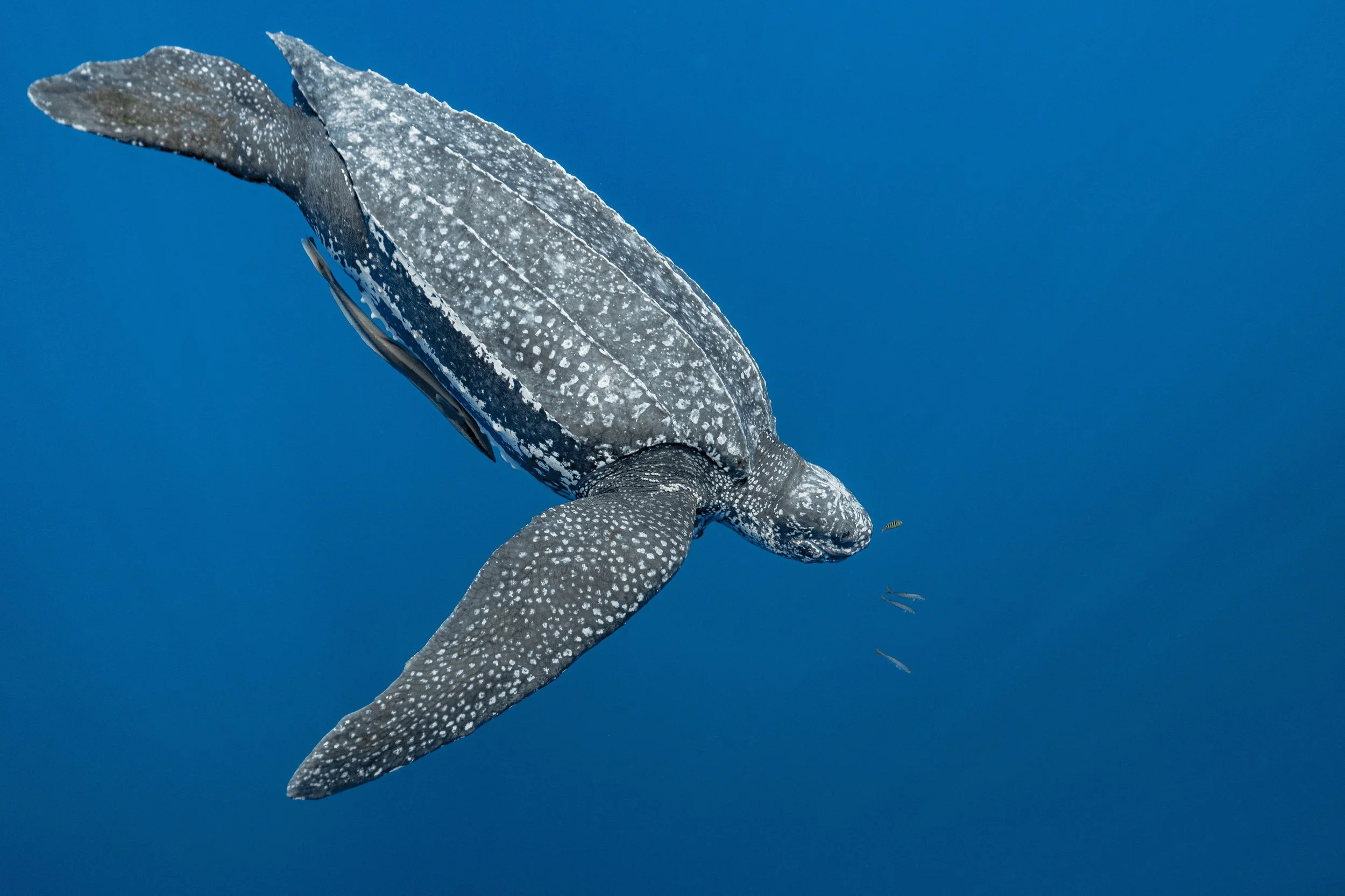 AquaticLife_Leatherback_Diving.JPG