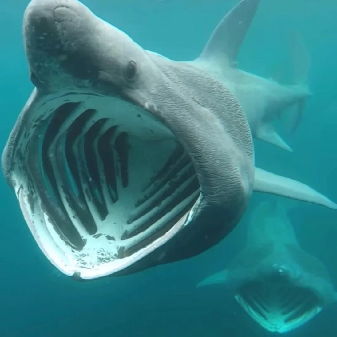 愛爾蘭姥鯊共游