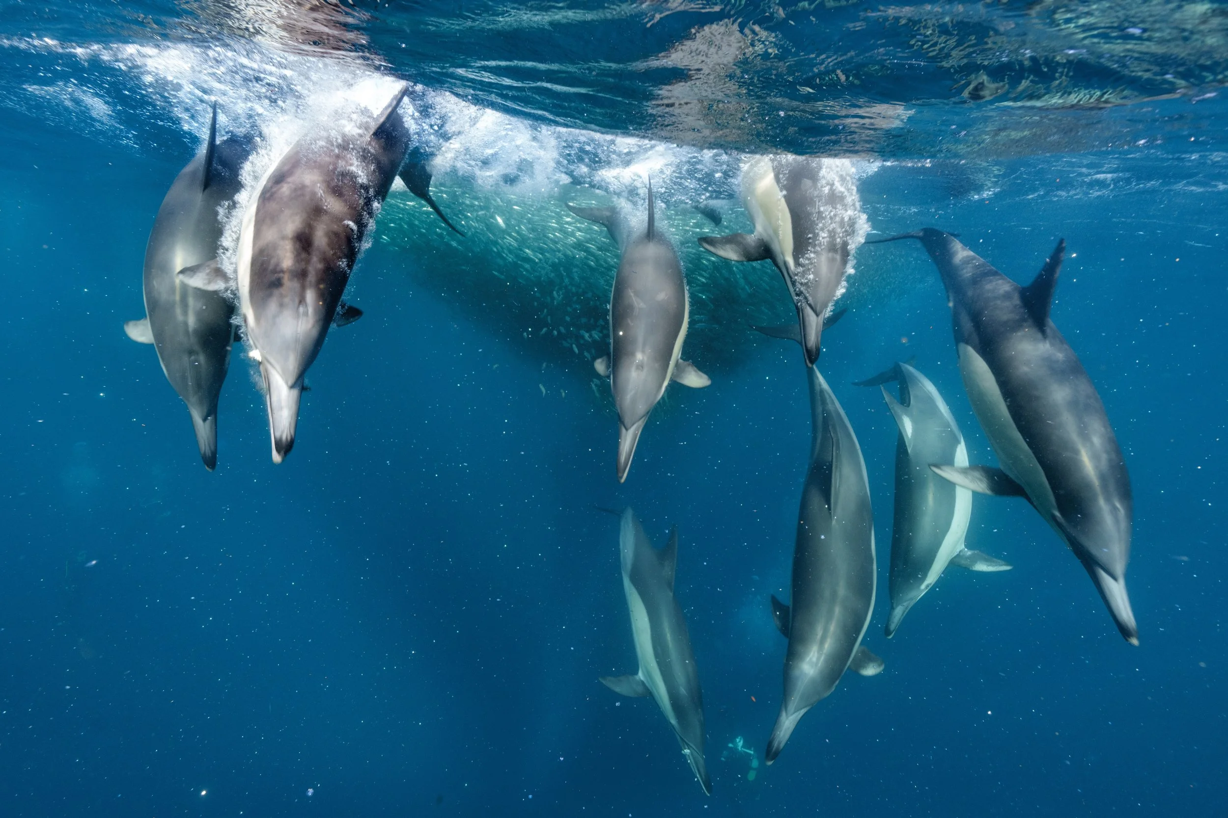 2026 南非 Sardine Run : 遠征報告
