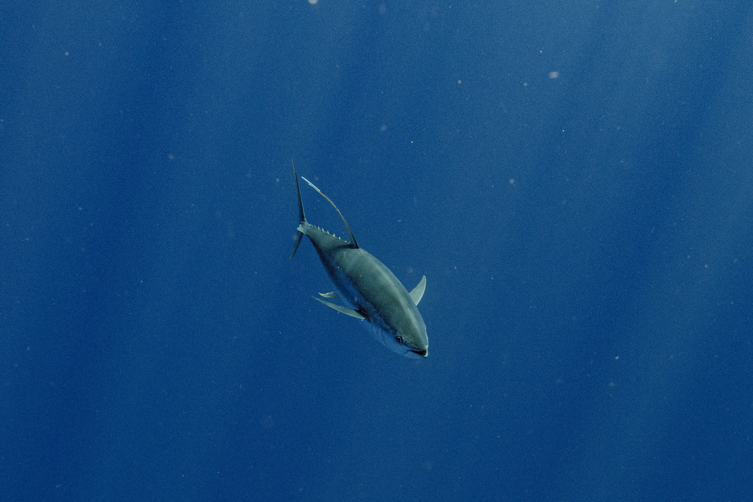 _DSC3755.JPG