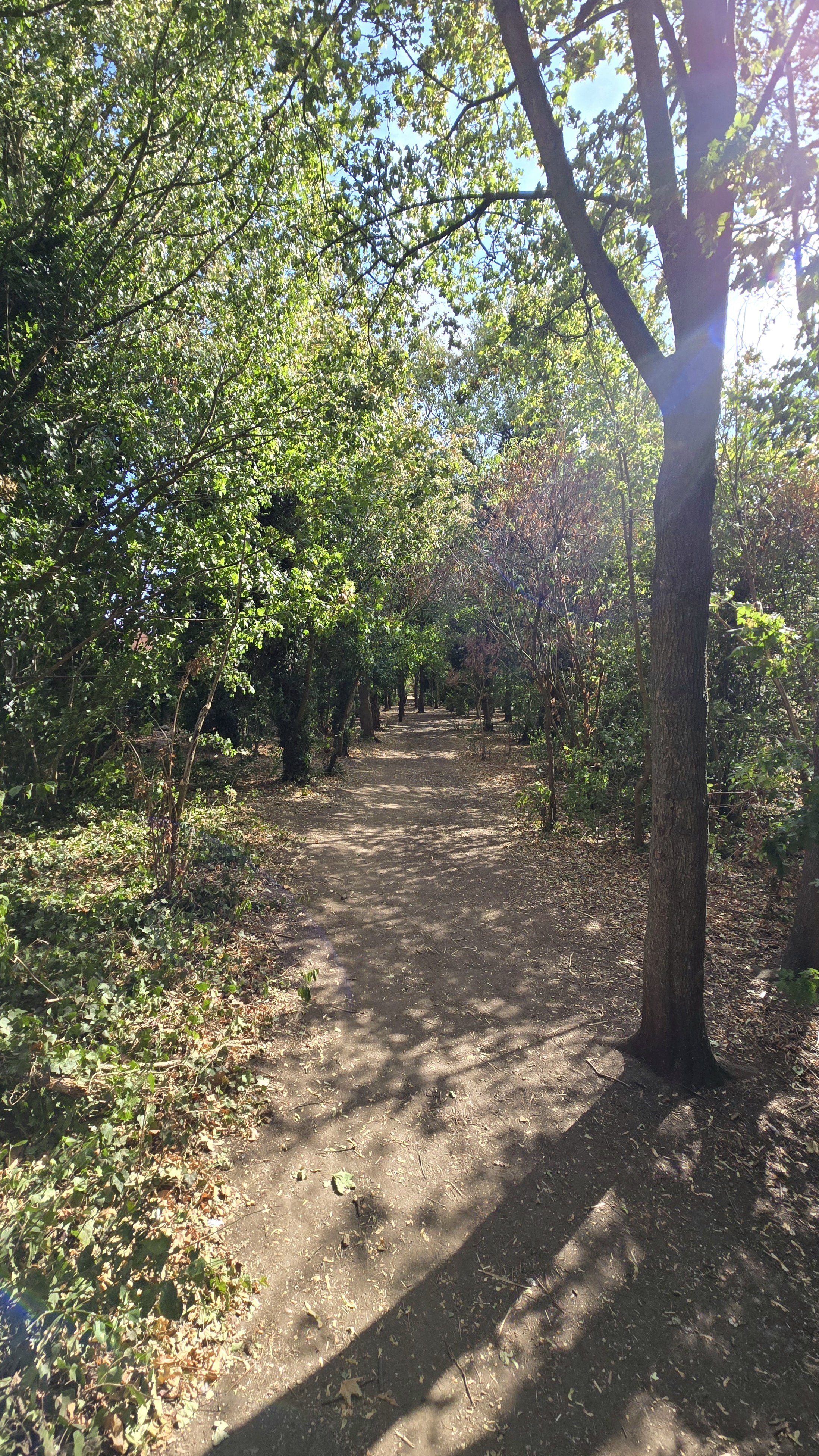 A dirt pathway through a lush green forest with sunlight filtering through the leaves overhead.