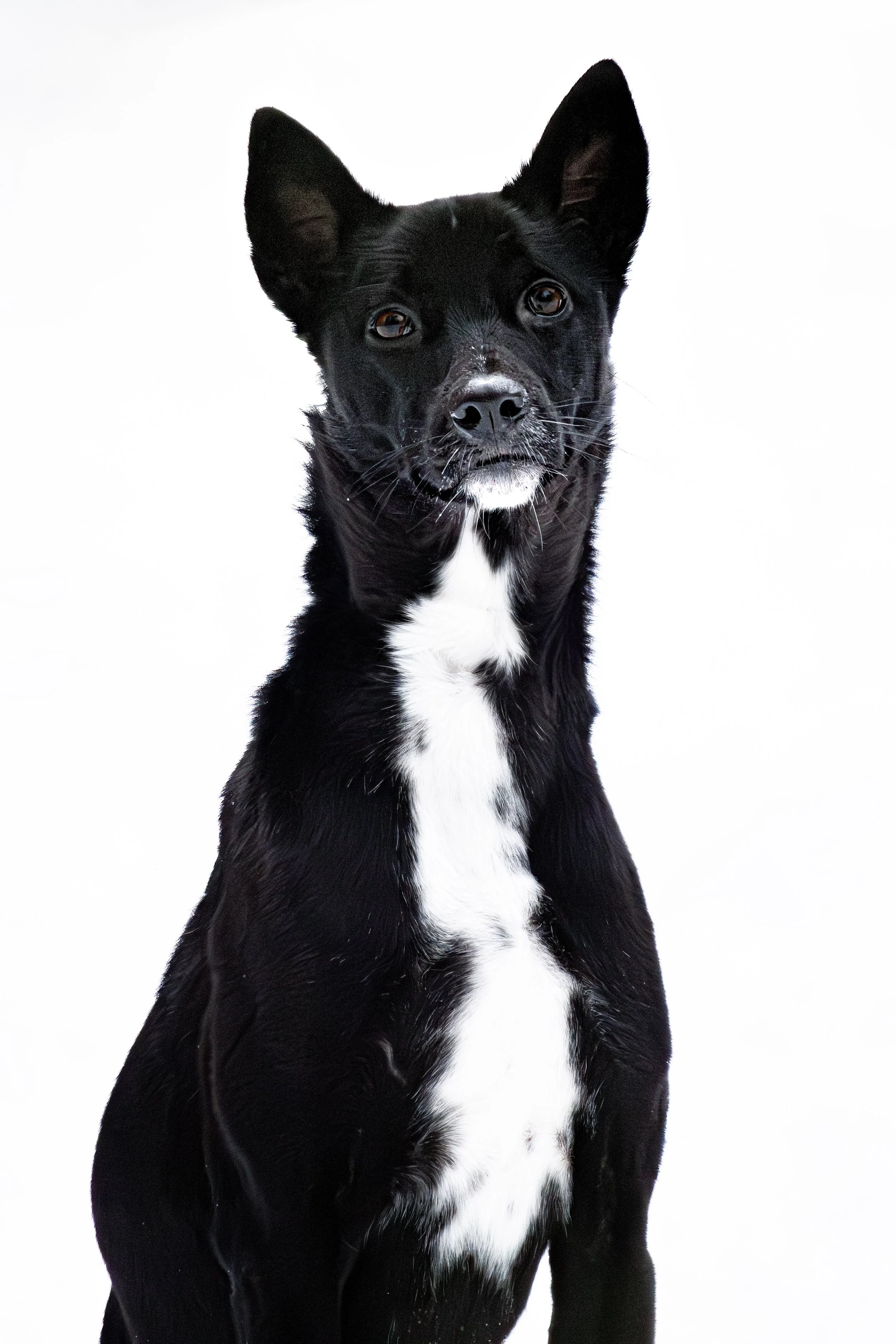 Black and white dog sitting against a plain white background.