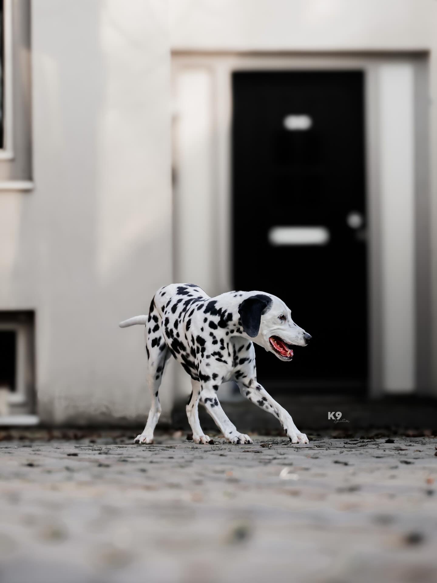 Spots in the city 🎬

Mickey 🩵 @rooskriekm 

#dalmatian #citycenter #denbosch #photography #dogsofinstagram