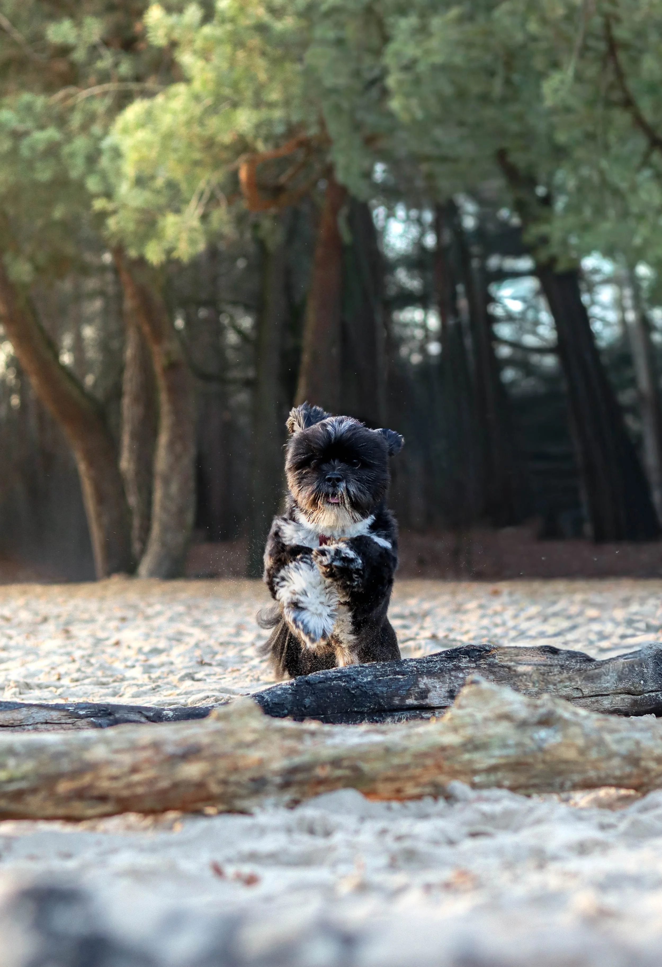 A small black and white dog running on a beach with trees in the background.