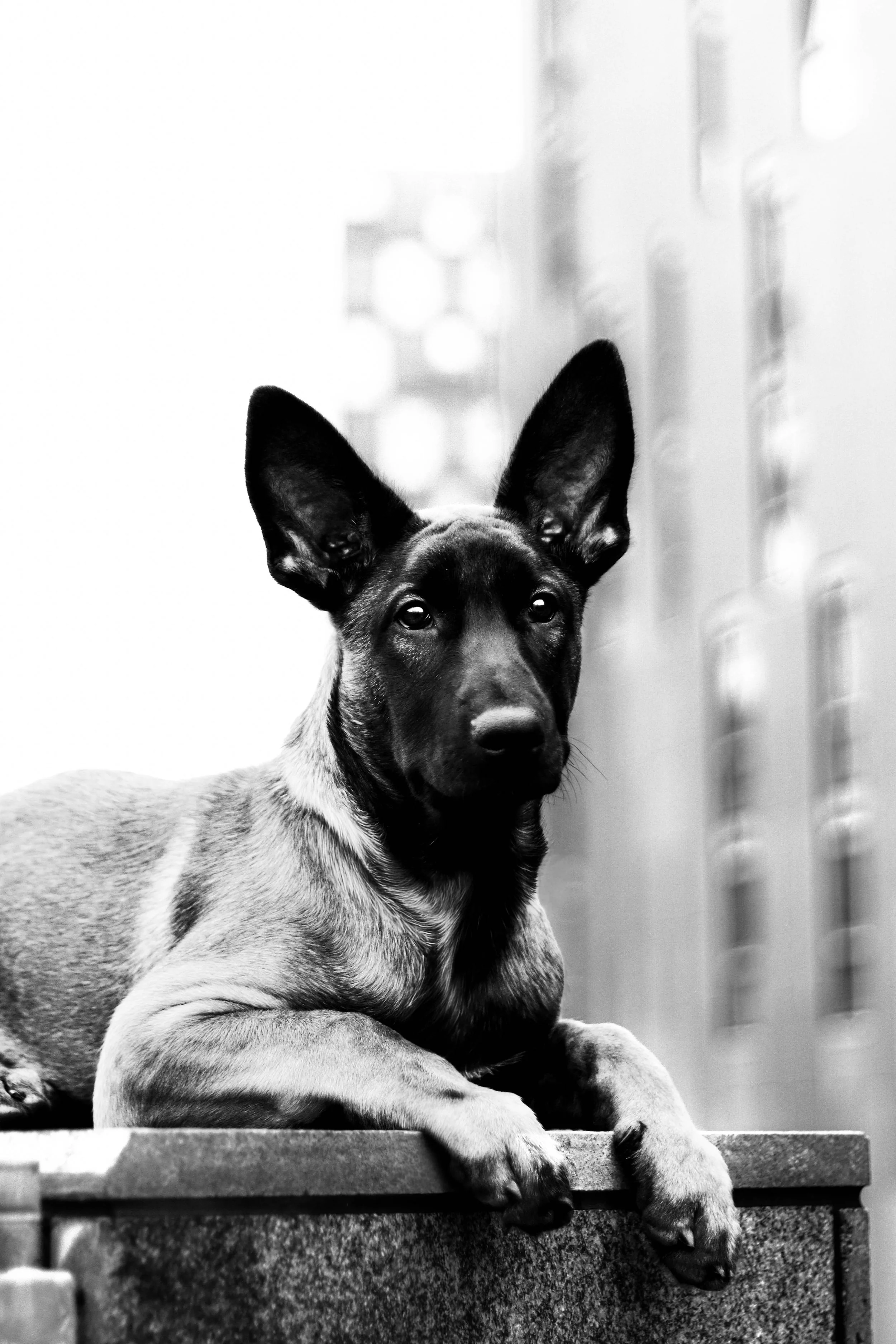 Black and white photo of a dog with large ears, lying on a ledge indoors.