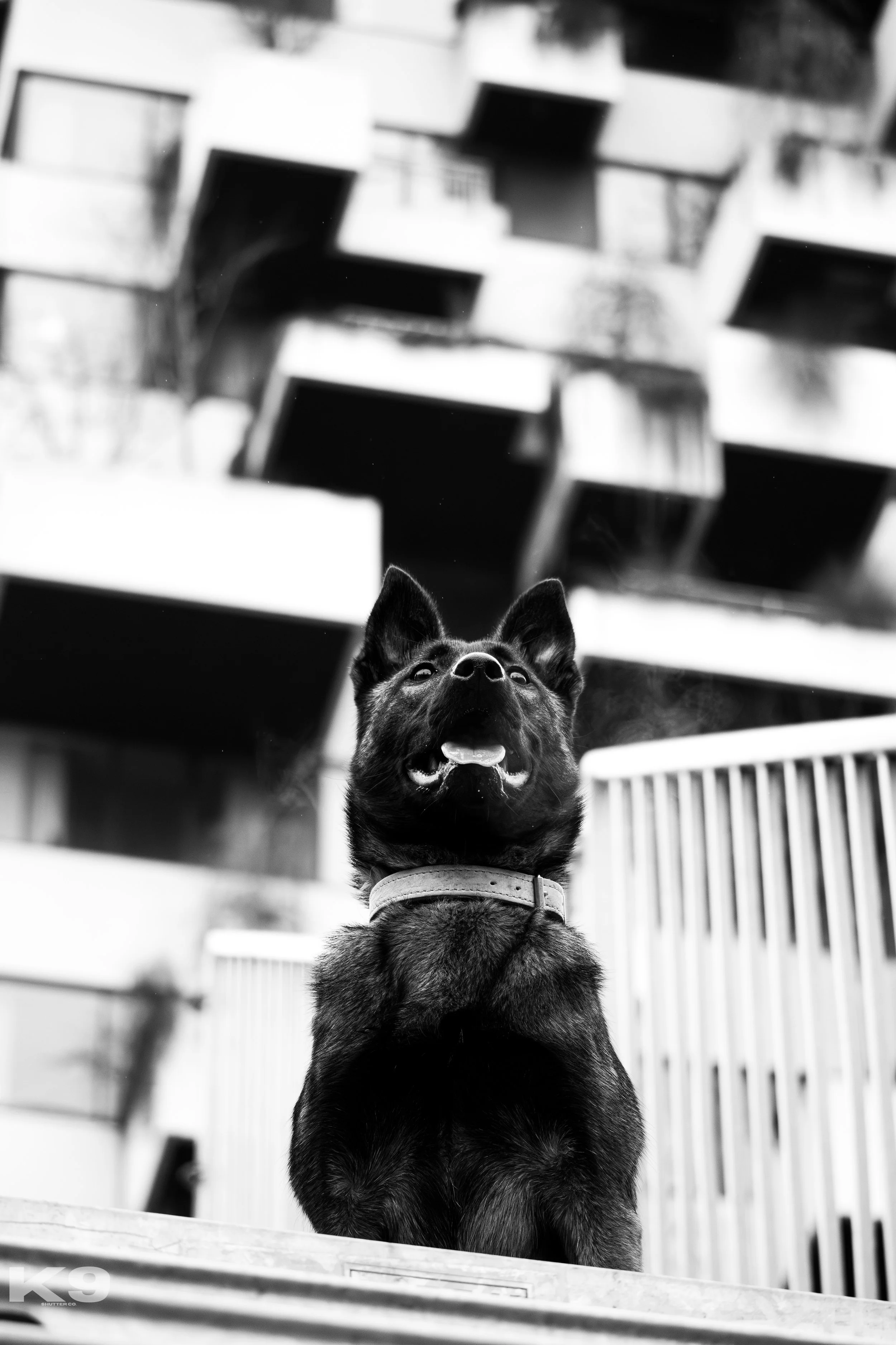 Black dog sitting outdoors with modern building in the background in black and white.