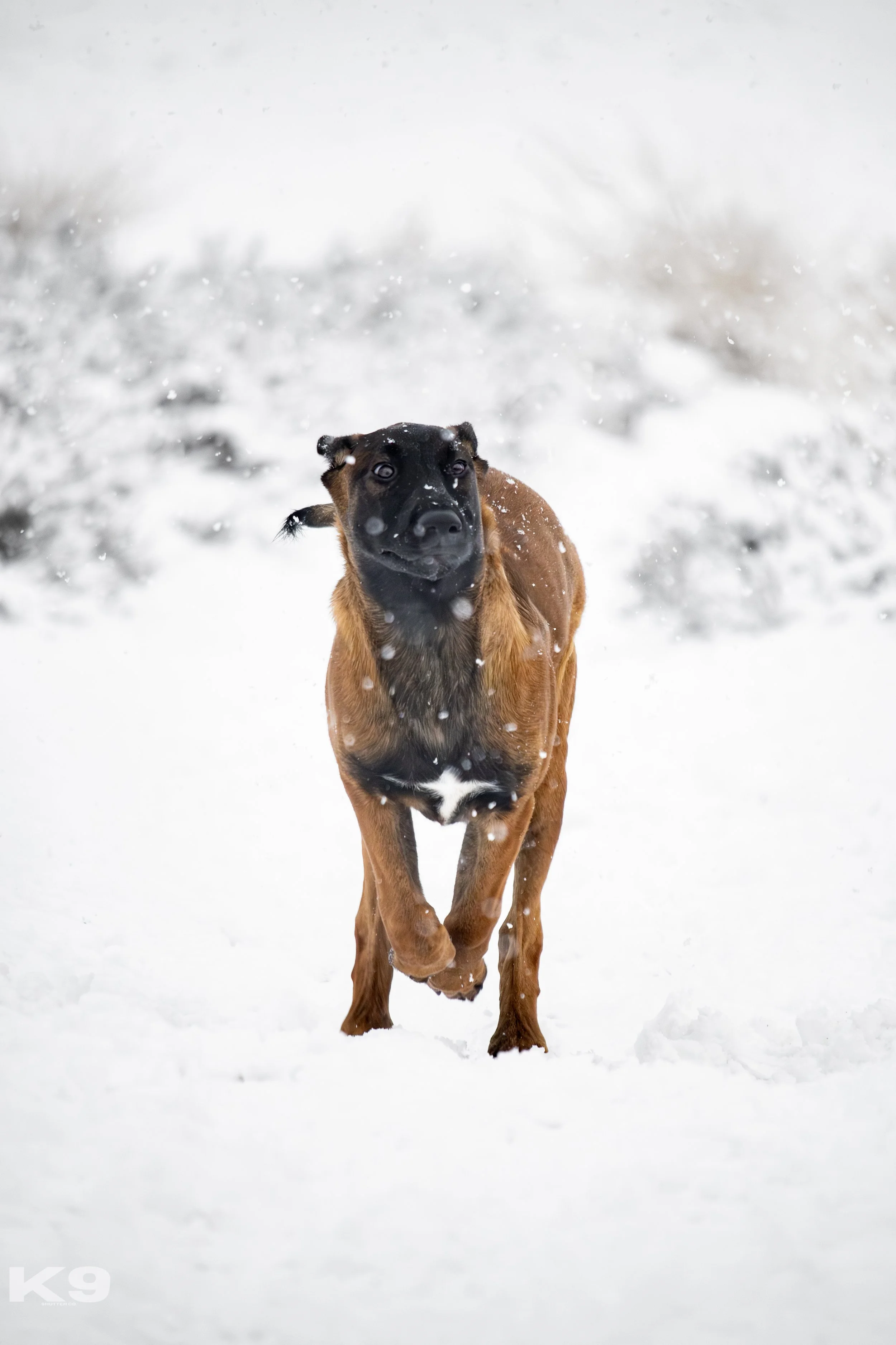 A brown dog running through snowy landscape.