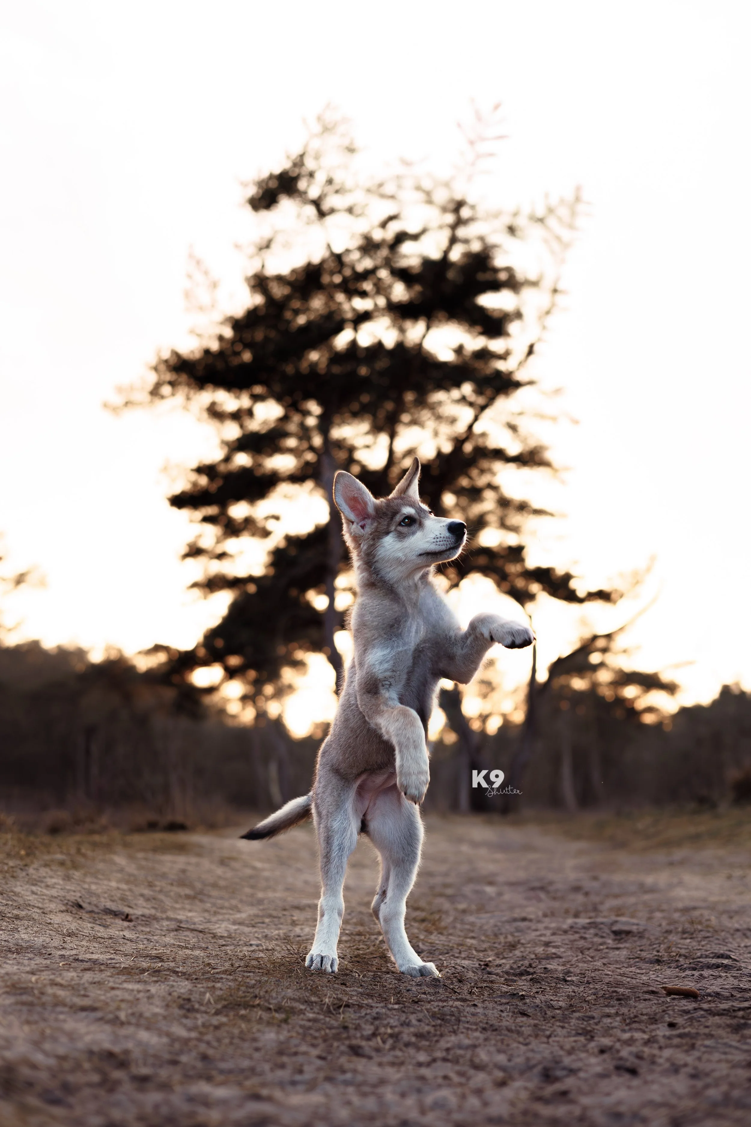 A young husky puppy standing on its hind legs outdoors during sunset, with a large tree in the background.