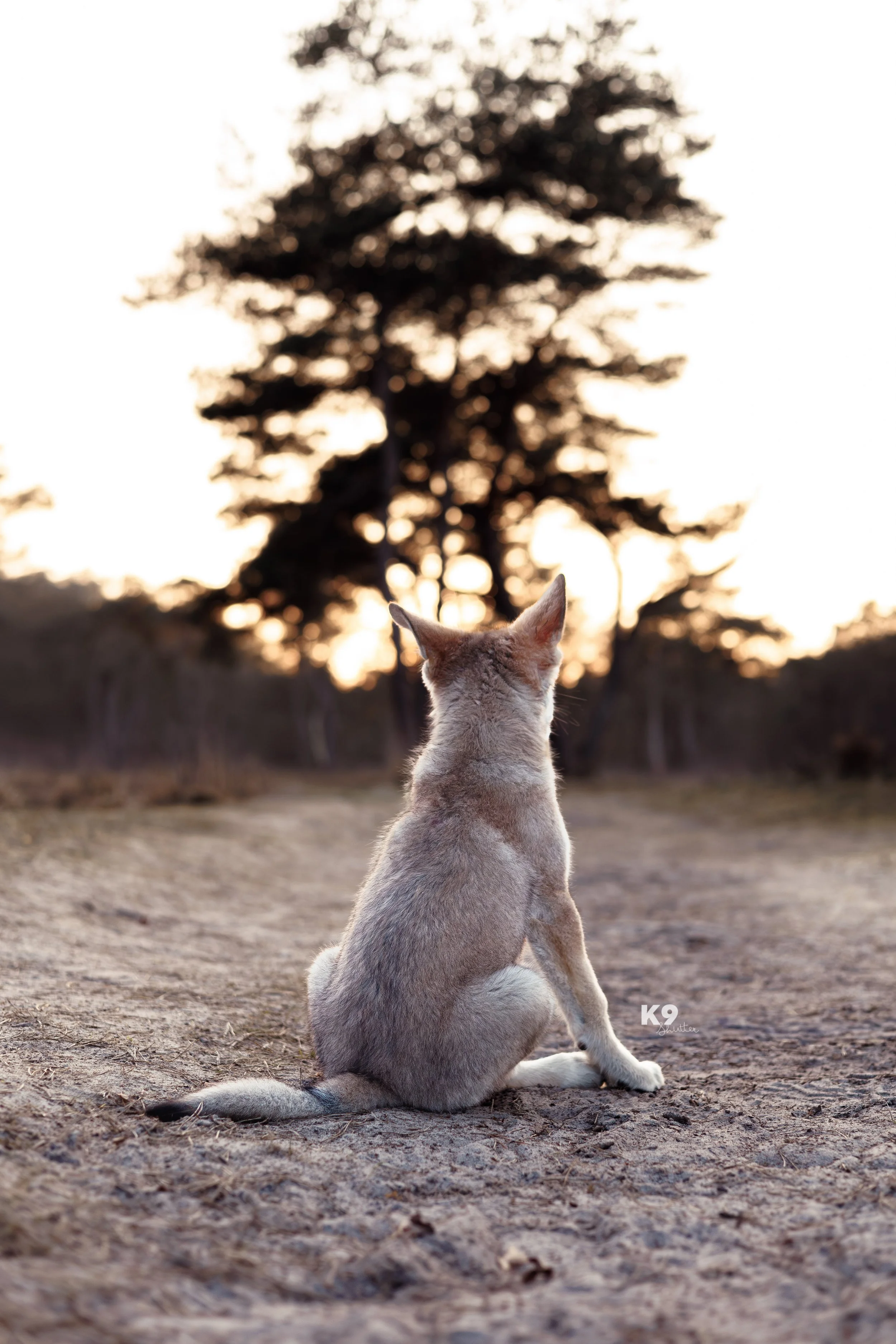 A dog sits on a dirt path facing away, with its back to the camera, looking at a large tree in the distance during sunset.