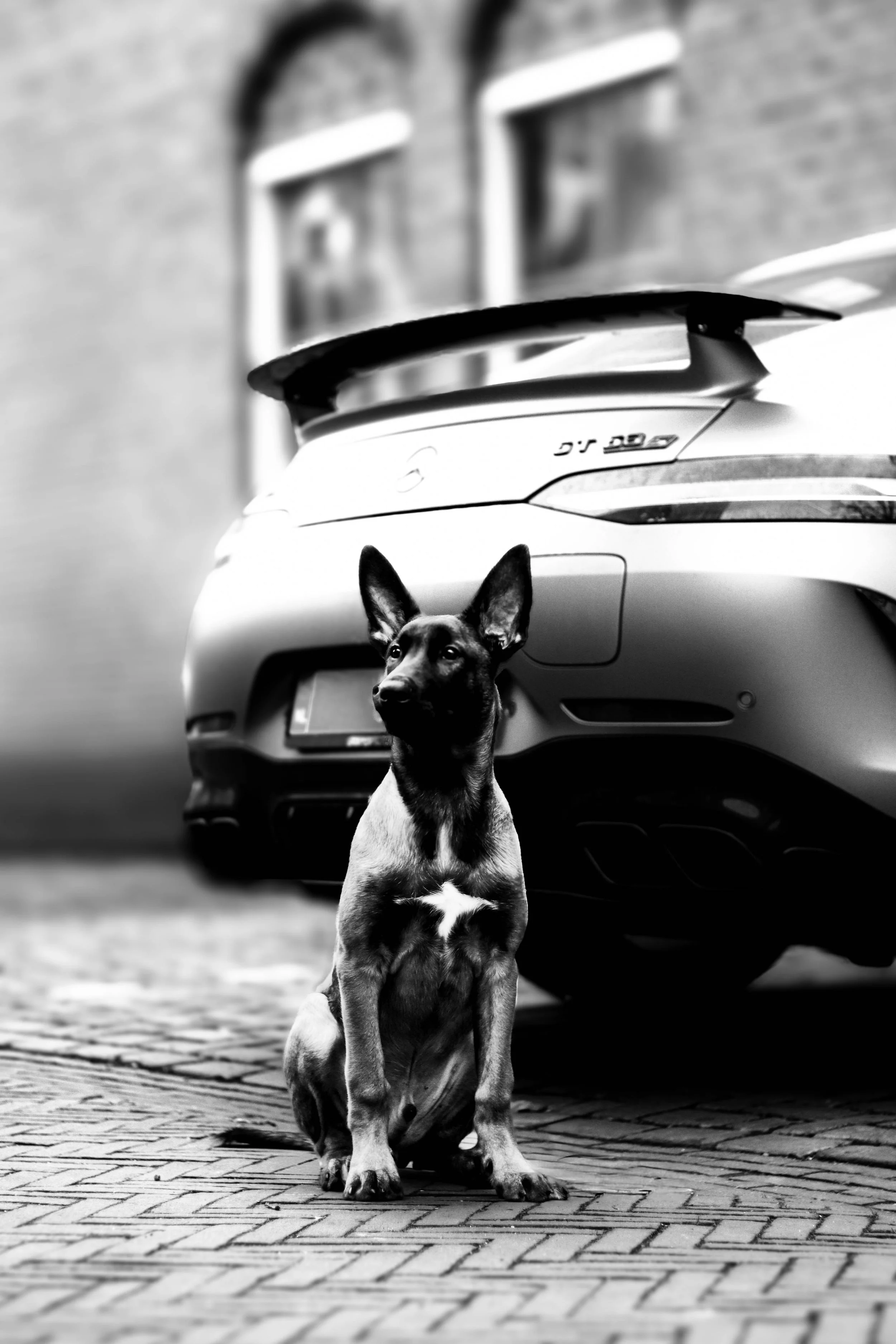 A black dog with large ears sitting on a cobblestone street in front of a modern car, in black and white.
