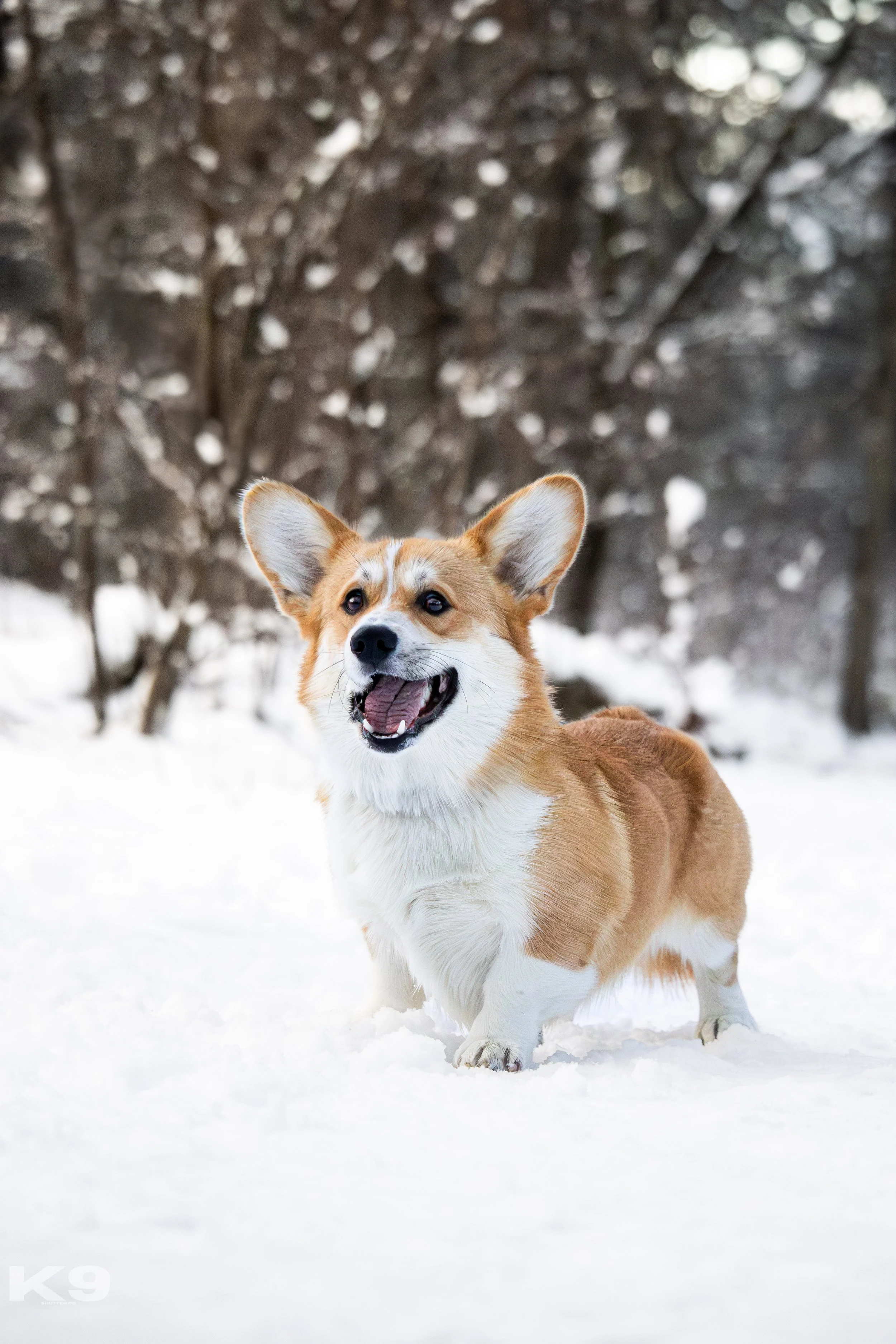 A smiling Pembroke Welsh Corgi standing on snow in a winter landscape with trees in the background.