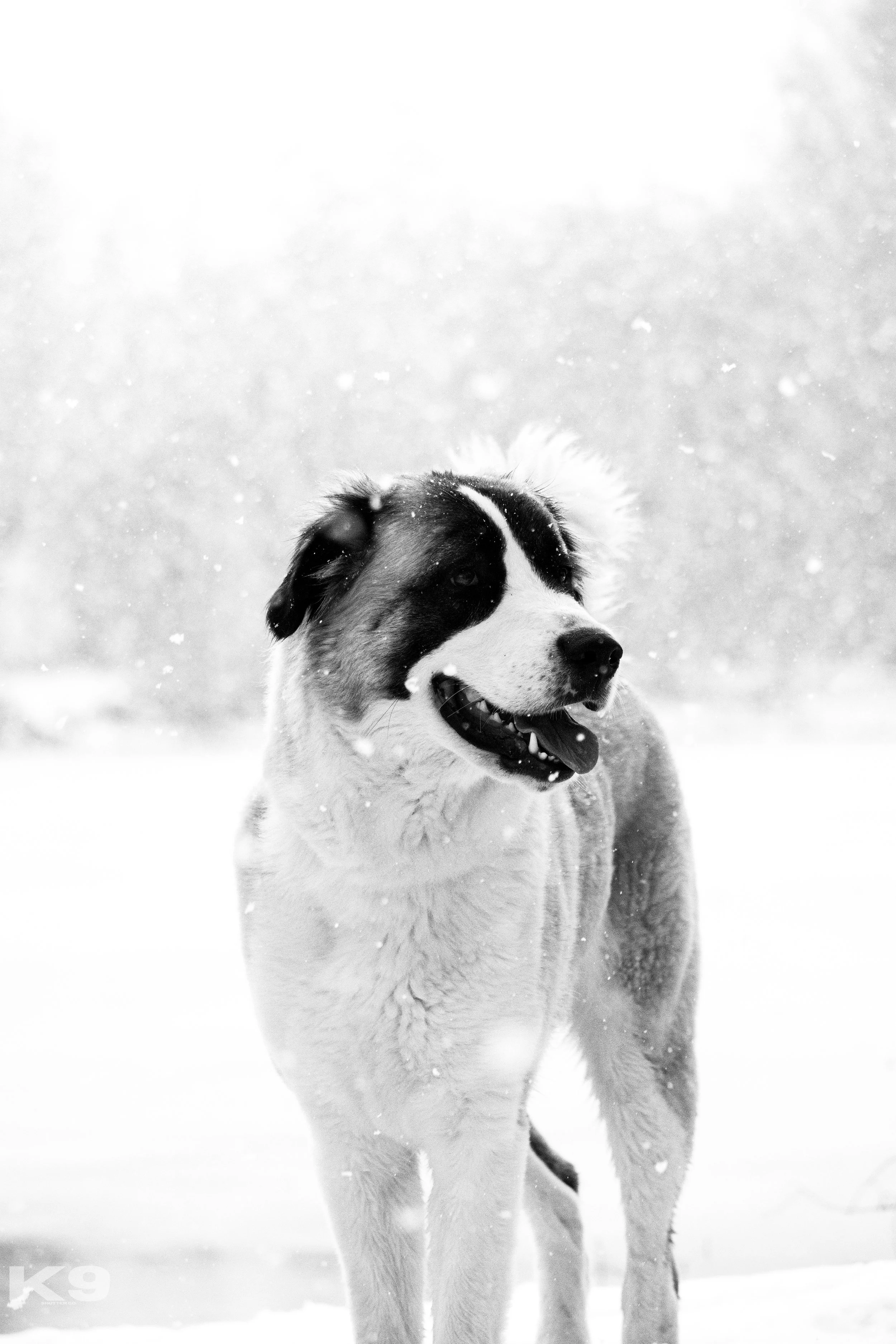 Black and white photo of a happy dog standing in the snow with snowflakes falling around.
