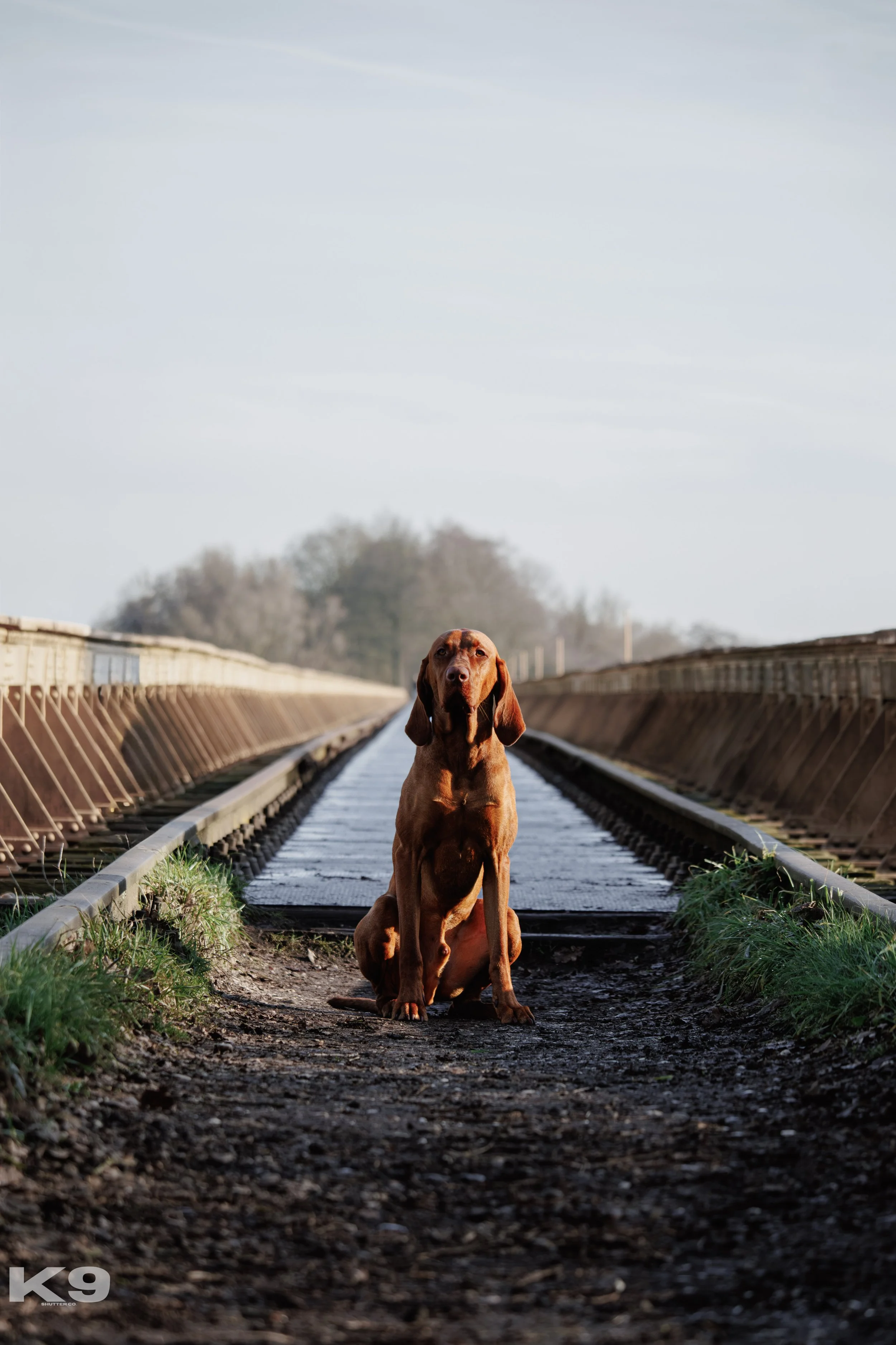 A brown dog sitting on a railway track with grass on the sides and an overcast sky in the background.