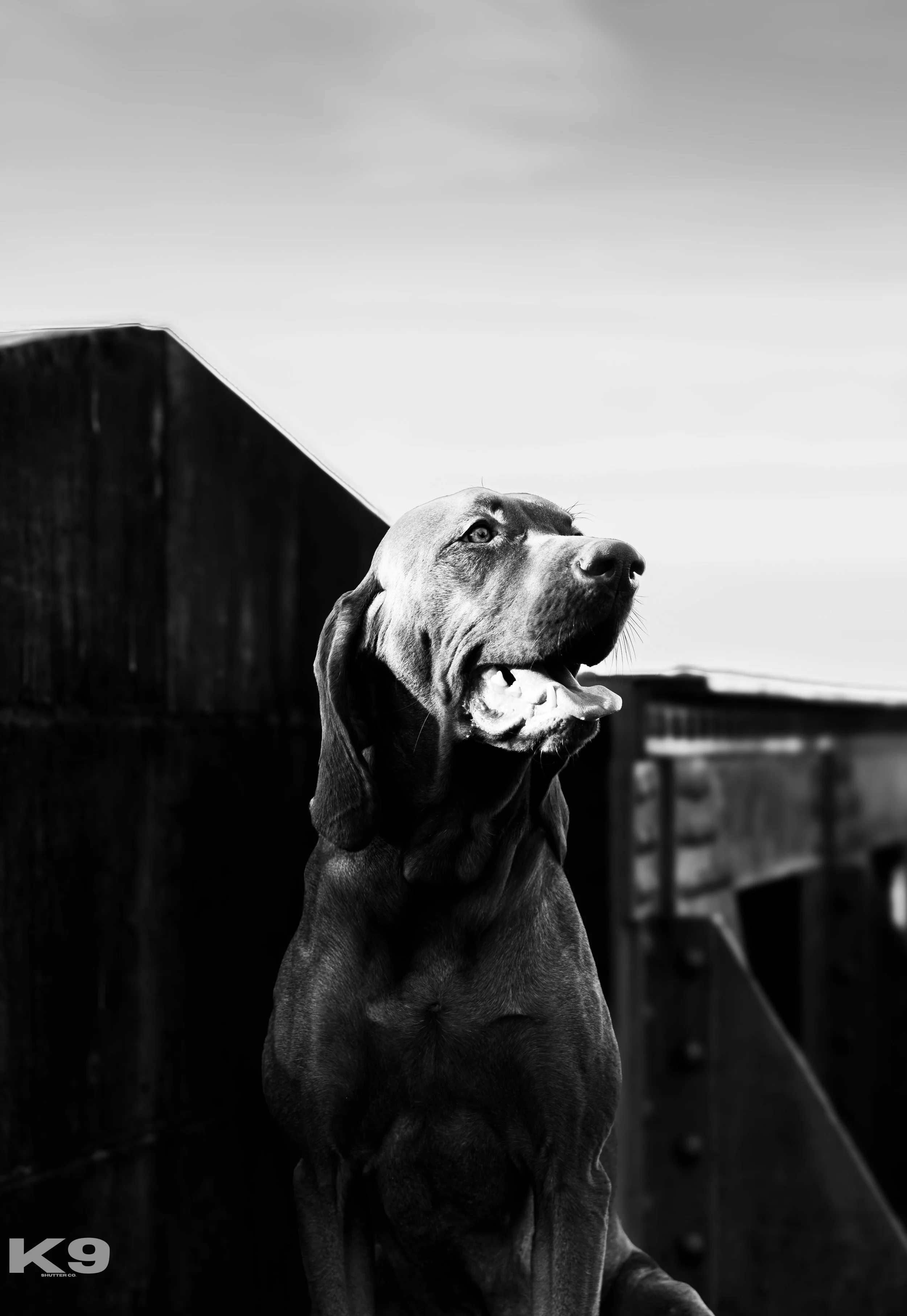 A black and white photo of a dog, likely a Bloodhound, sitting outdoors with a fence behind and a cloudy sky above.