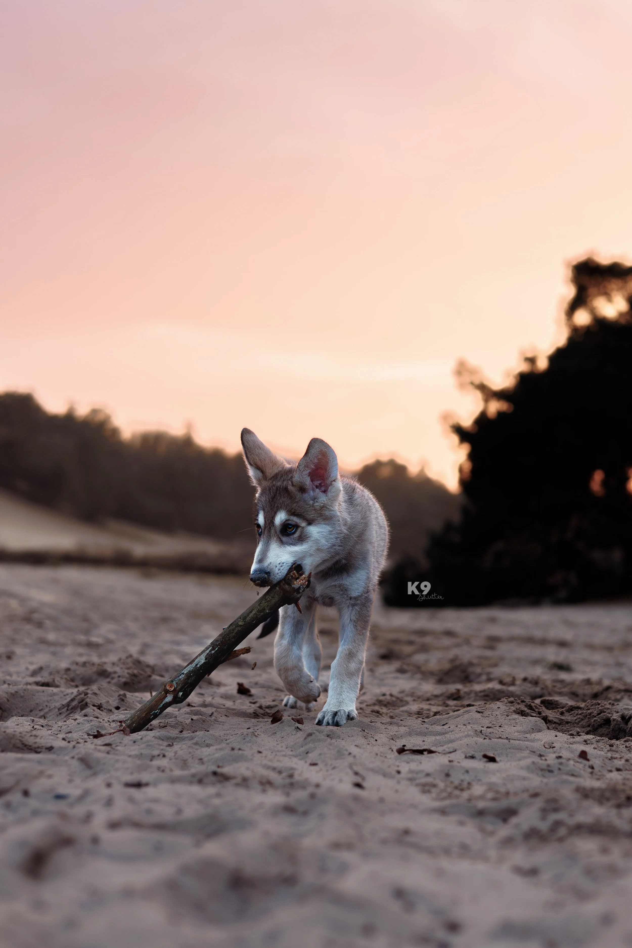 A young husky puppy walking on sand at sunset, holding a stick in its mouth.
