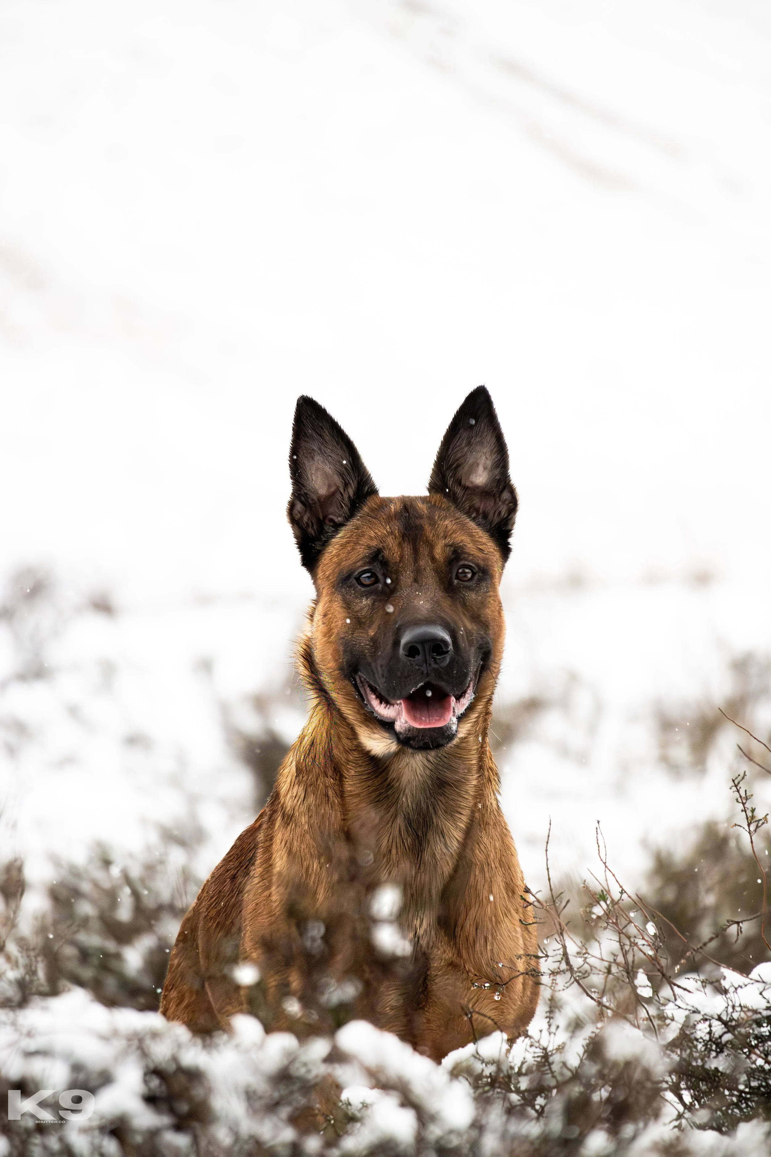 A playful brown and black dog with erect ears and a smiling face standing amidst snow-covered bushes.