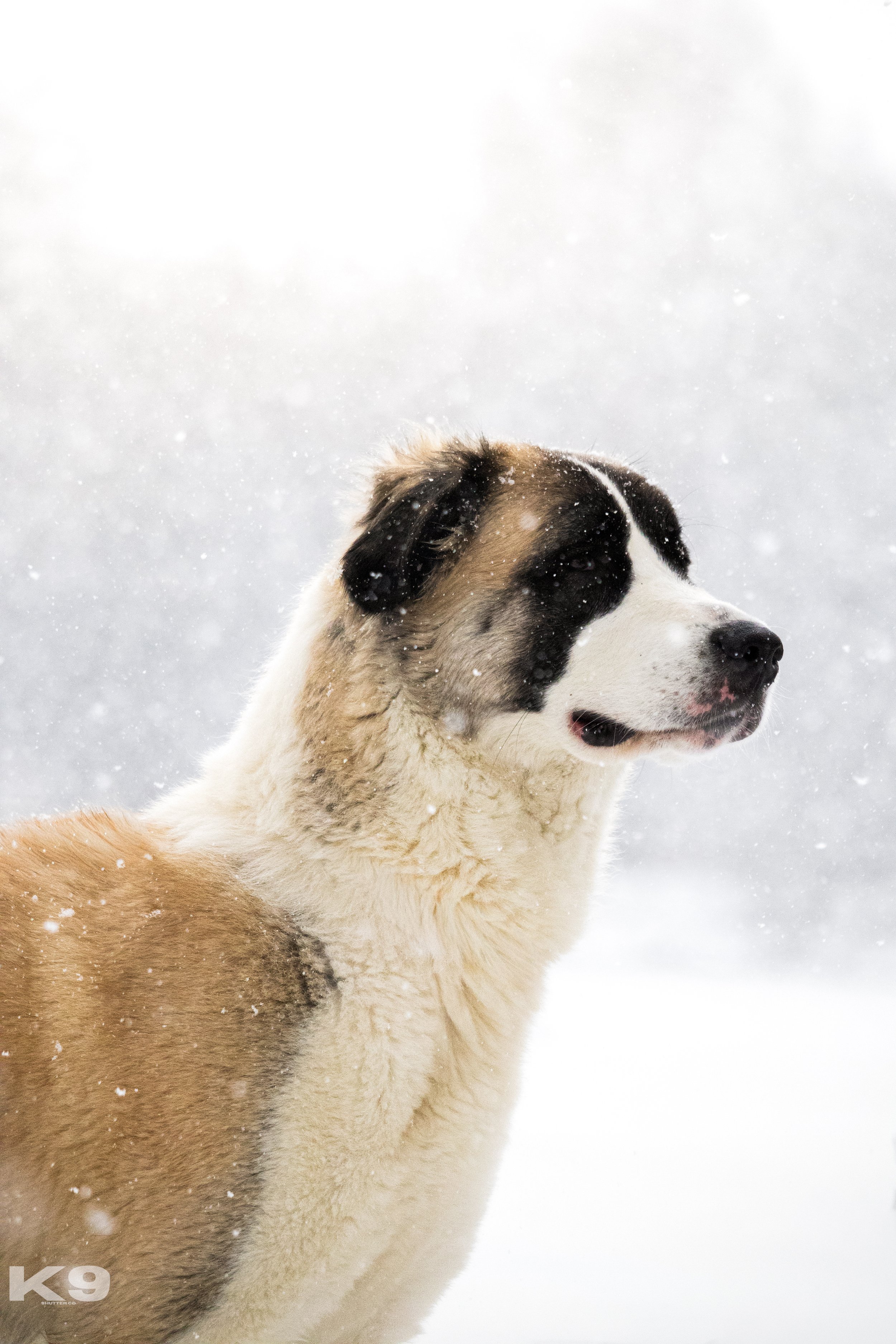 A fluffy dog with black and white fur standing in snow, looking off to the right against a wintery background.