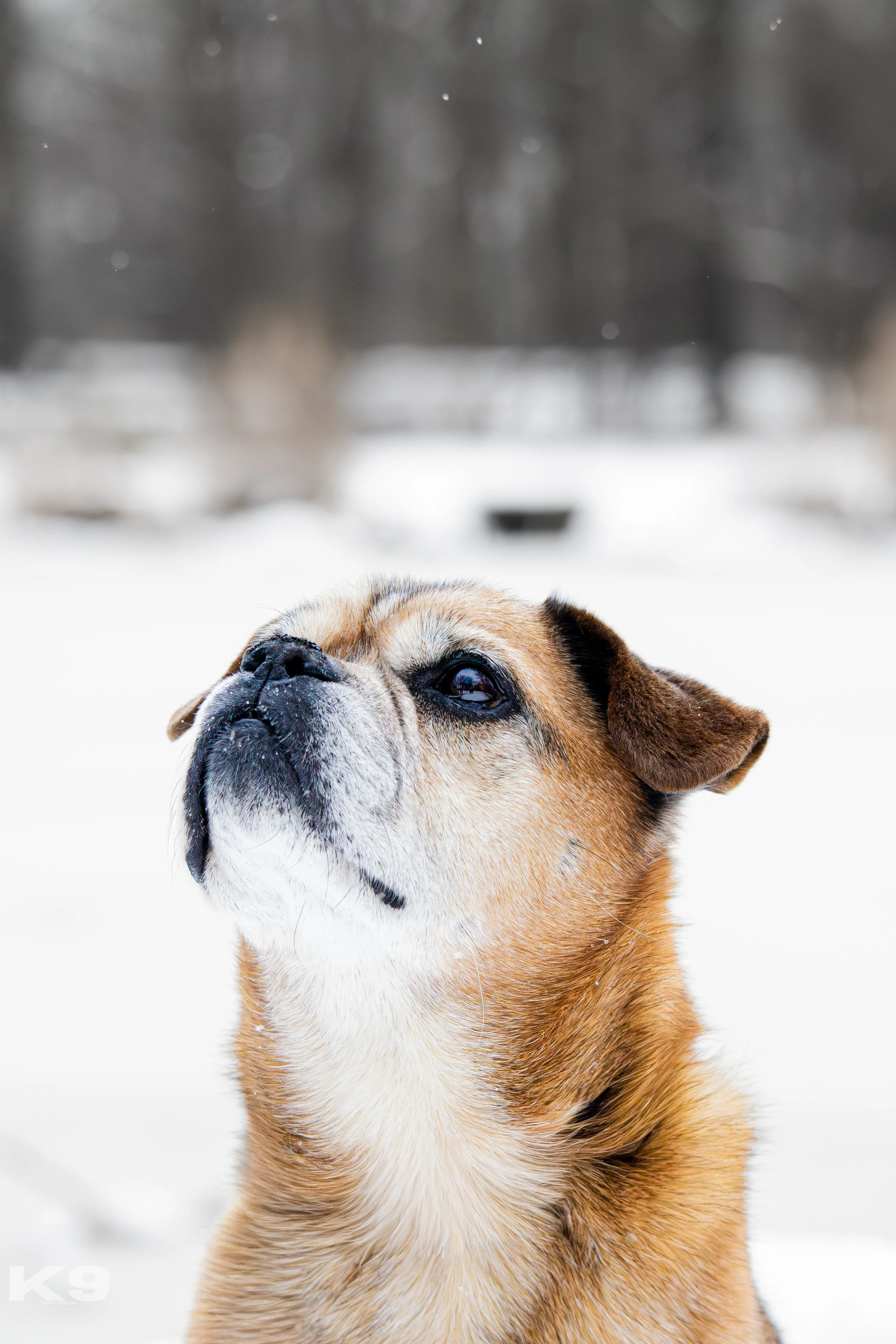 A close-up of a tan and white dog with a black nose outside in a snowy landscape, with a blurred background of snow and trees.