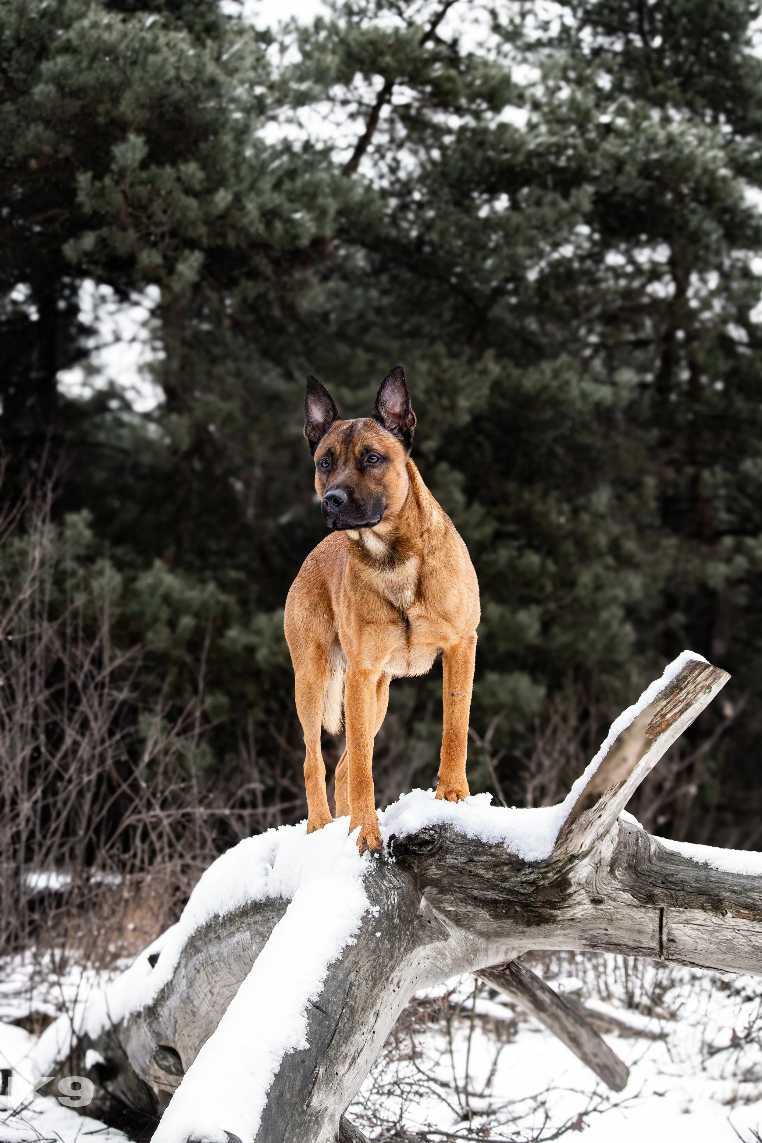 A Belgian Malinois dog standing on a snow-covered fallen tree trunk in a forest, with evergreen trees in the background.