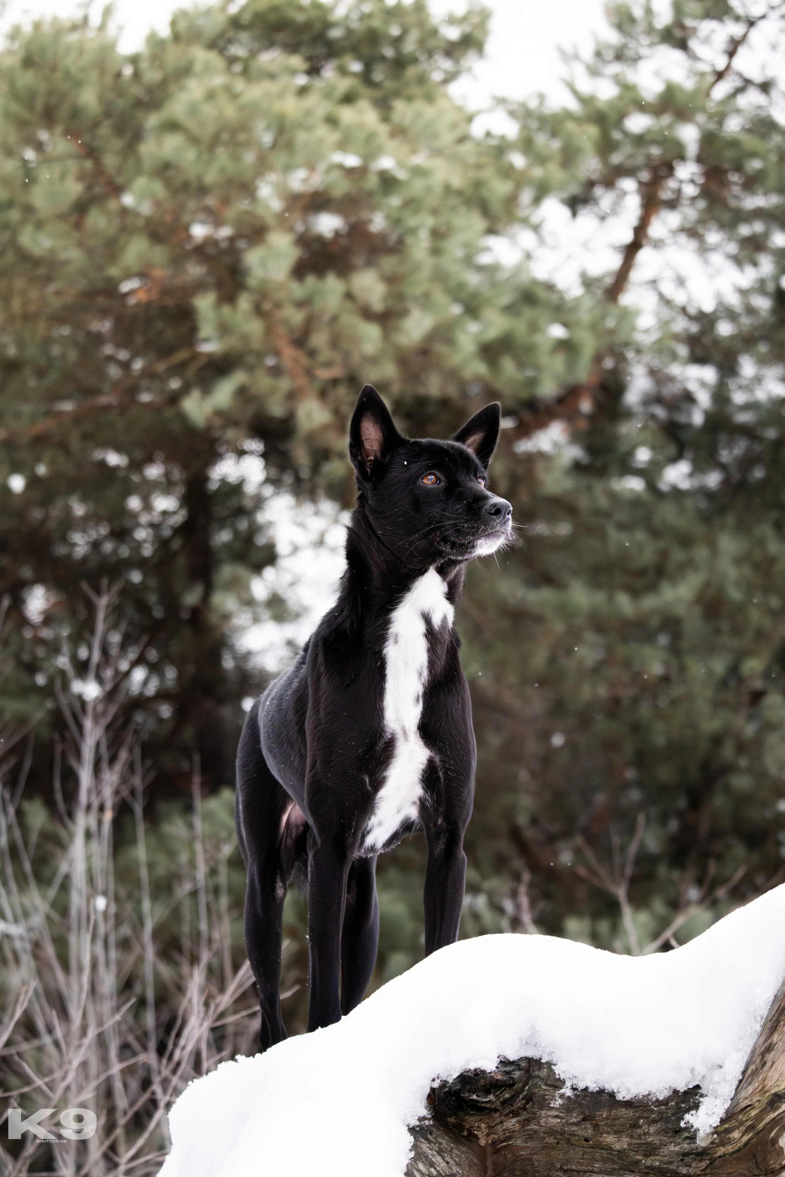 Black dog with white markings standing on snow-covered ground outdoors with trees in the background.