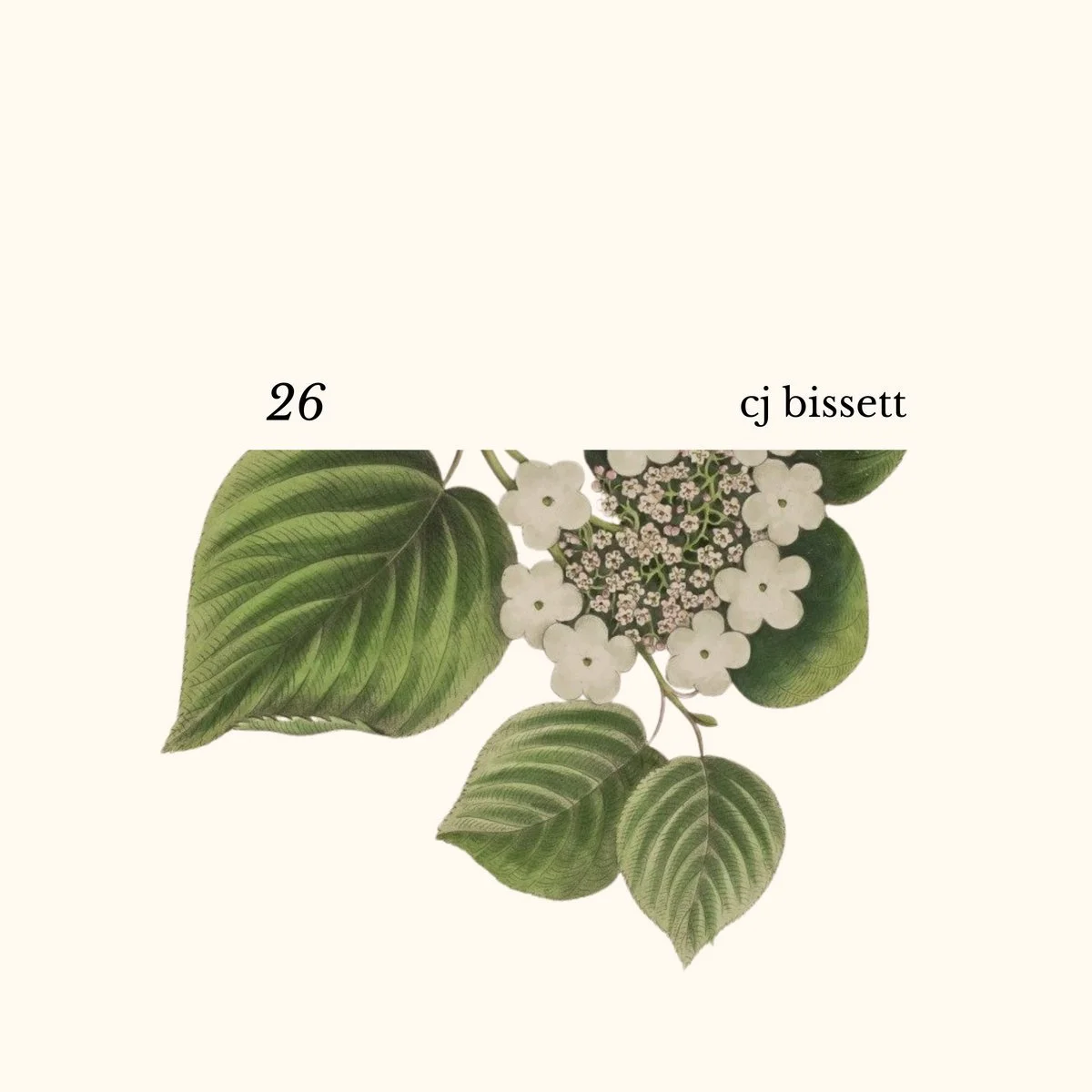 CJ BISSETT 26 M // Ma