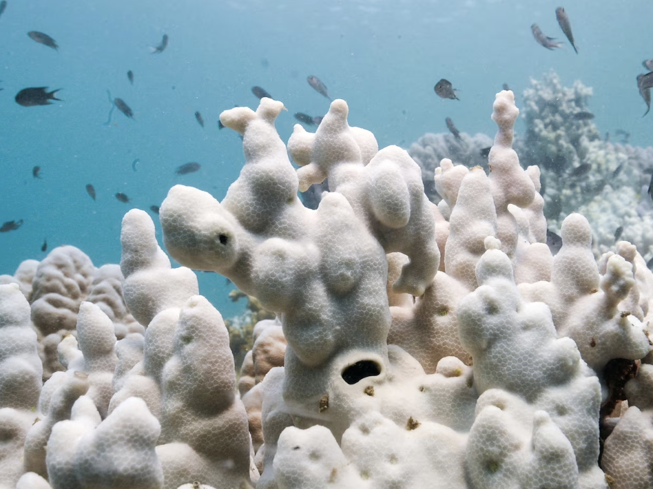 Coral Bleaching