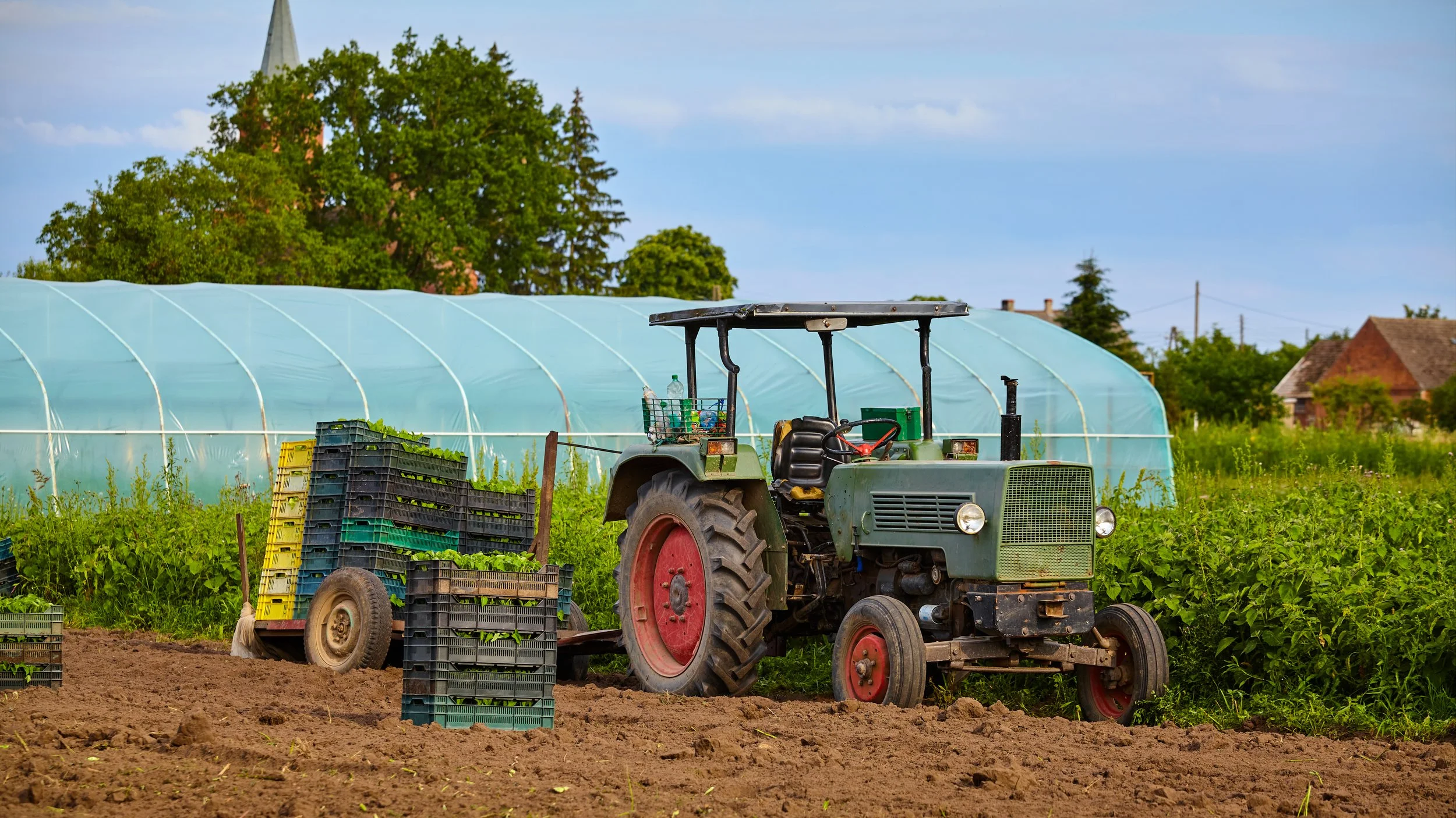 A green tractor pulling a cart filled with plastic crates of leafy greens on a farm. Behind, there is a greenhouse with a translucent cover and trees in the background.