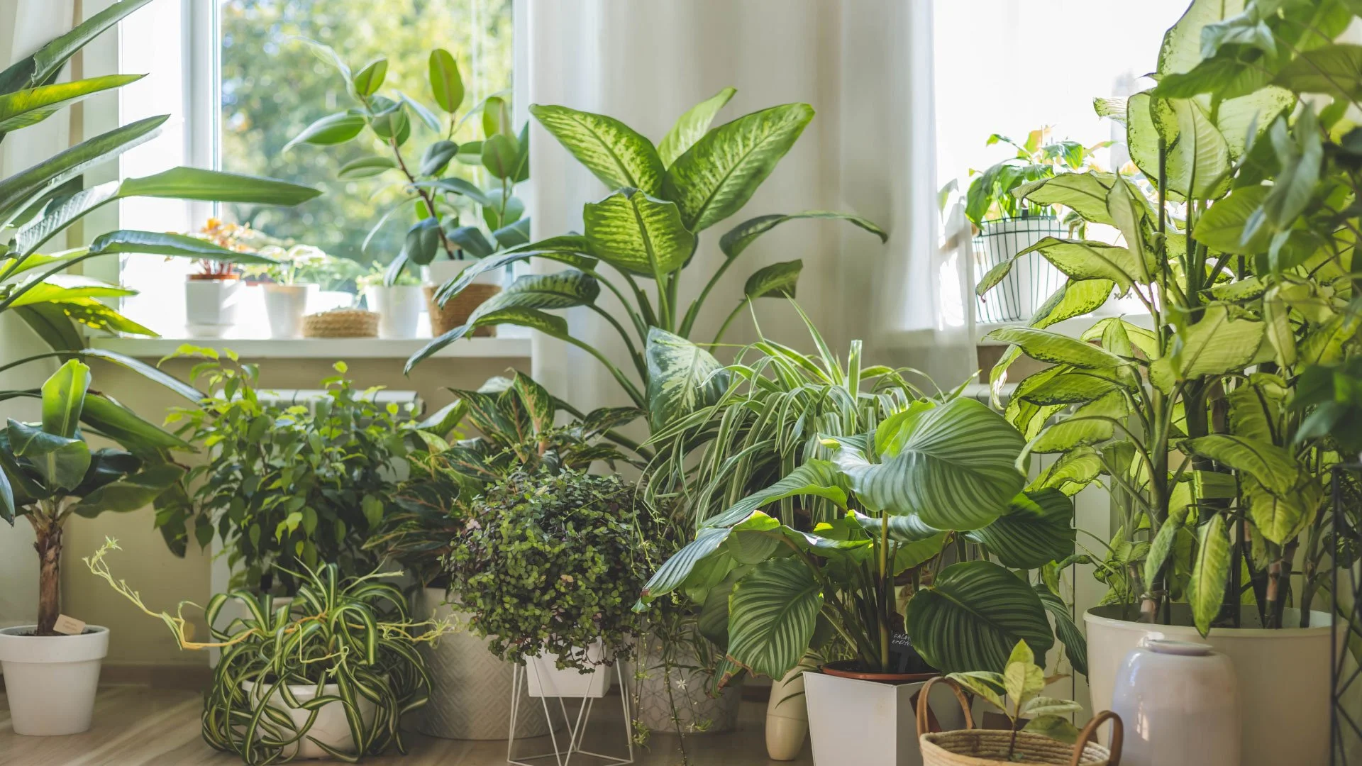 Houseplant Propogation Party