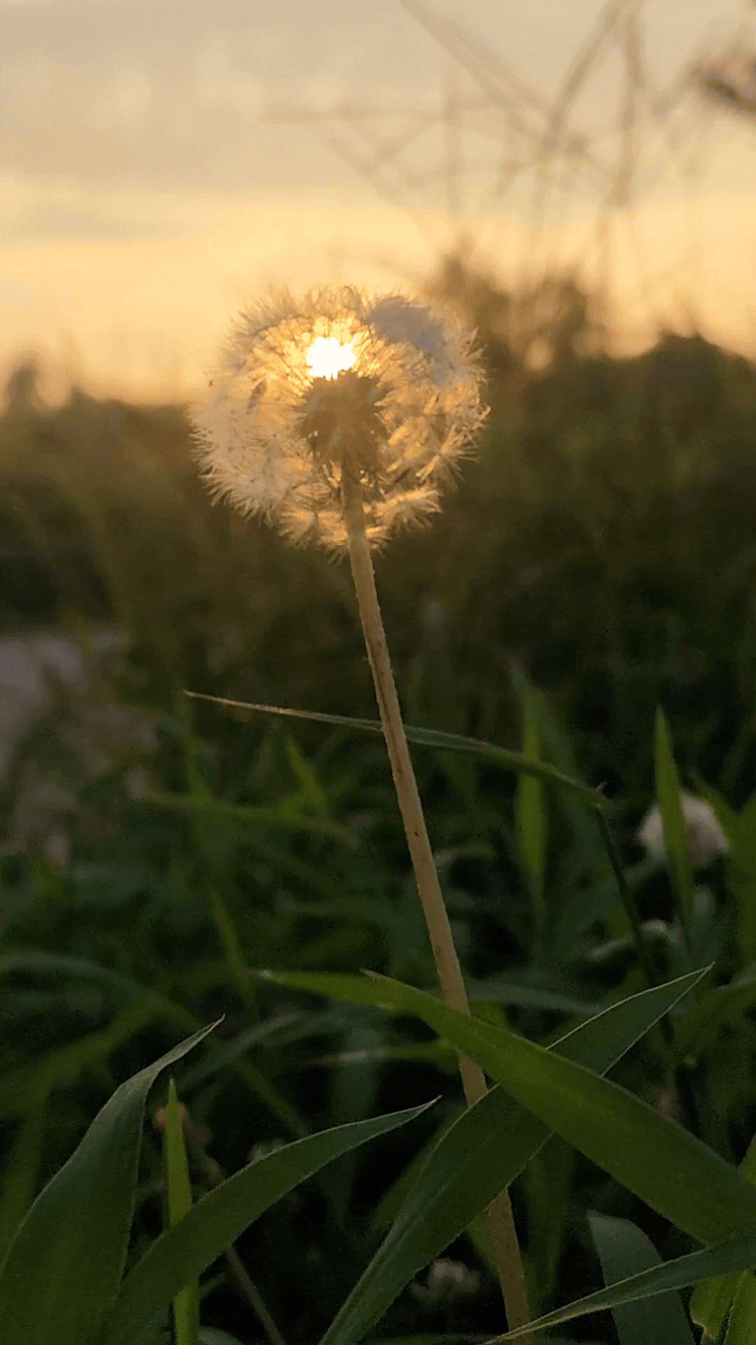 Close-up of a dandelion seed head with the setting sun behind it, surrounded by green grass at sunset.