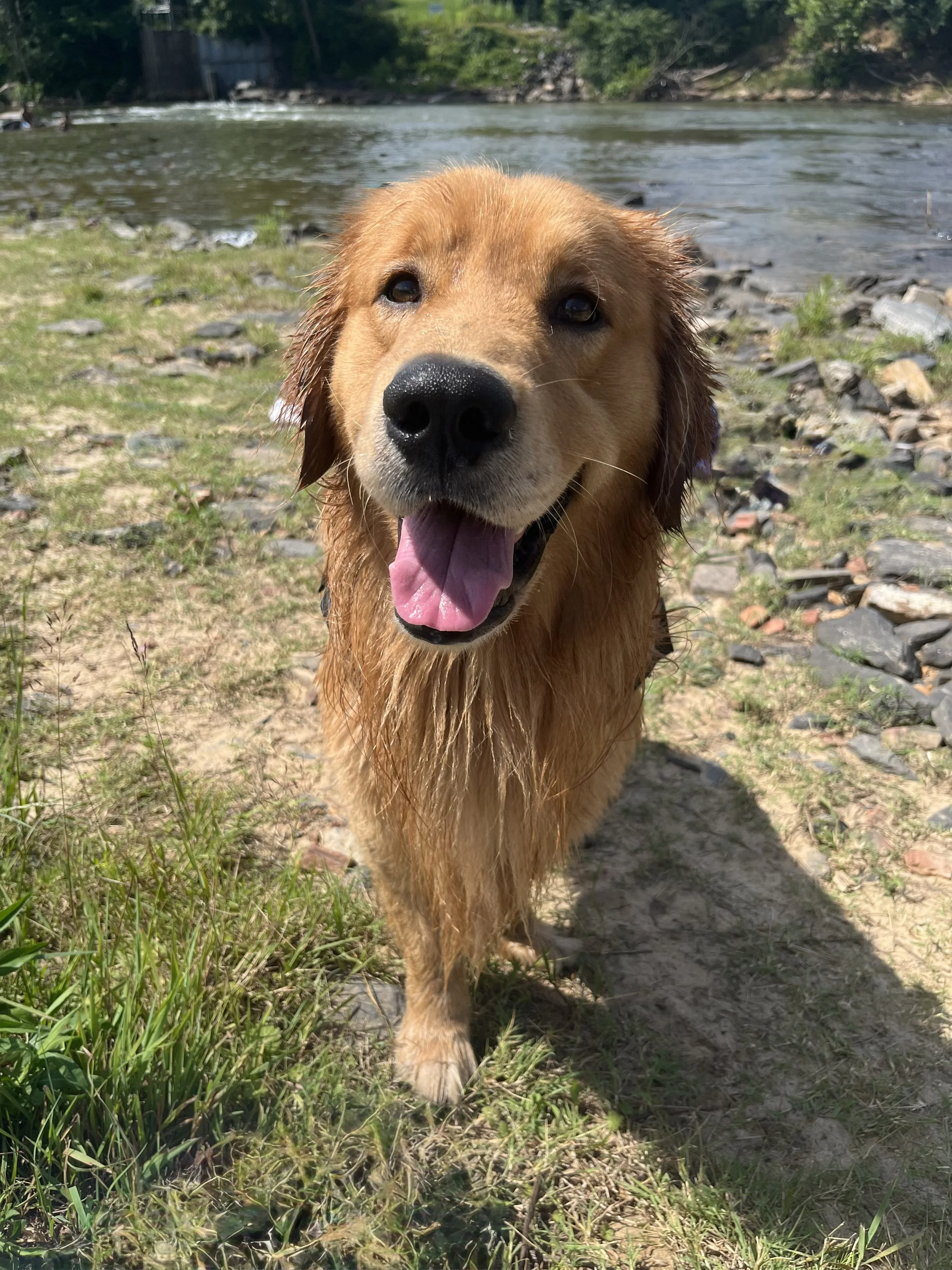 Happy golden retriever dog standing on grass and rocks near a river, looking at the camera with tongue out.