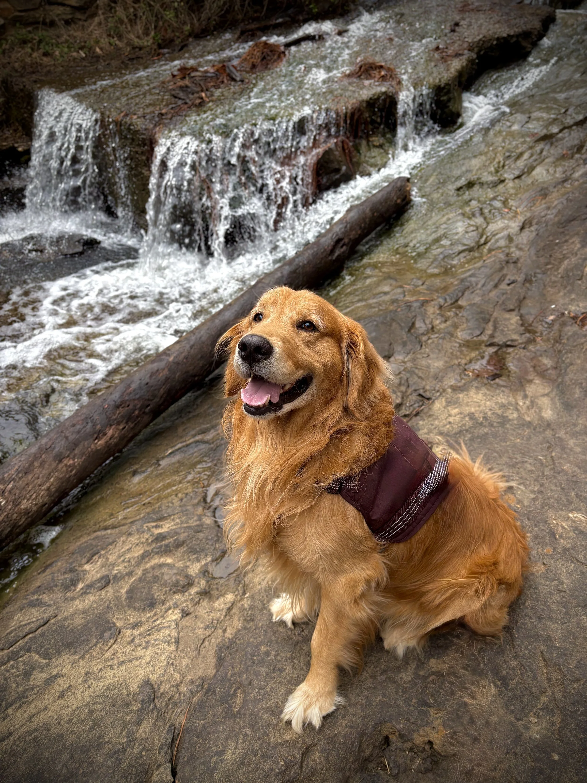 A happy golden retriever dog sitting on a rock near a small waterfall in a forest.