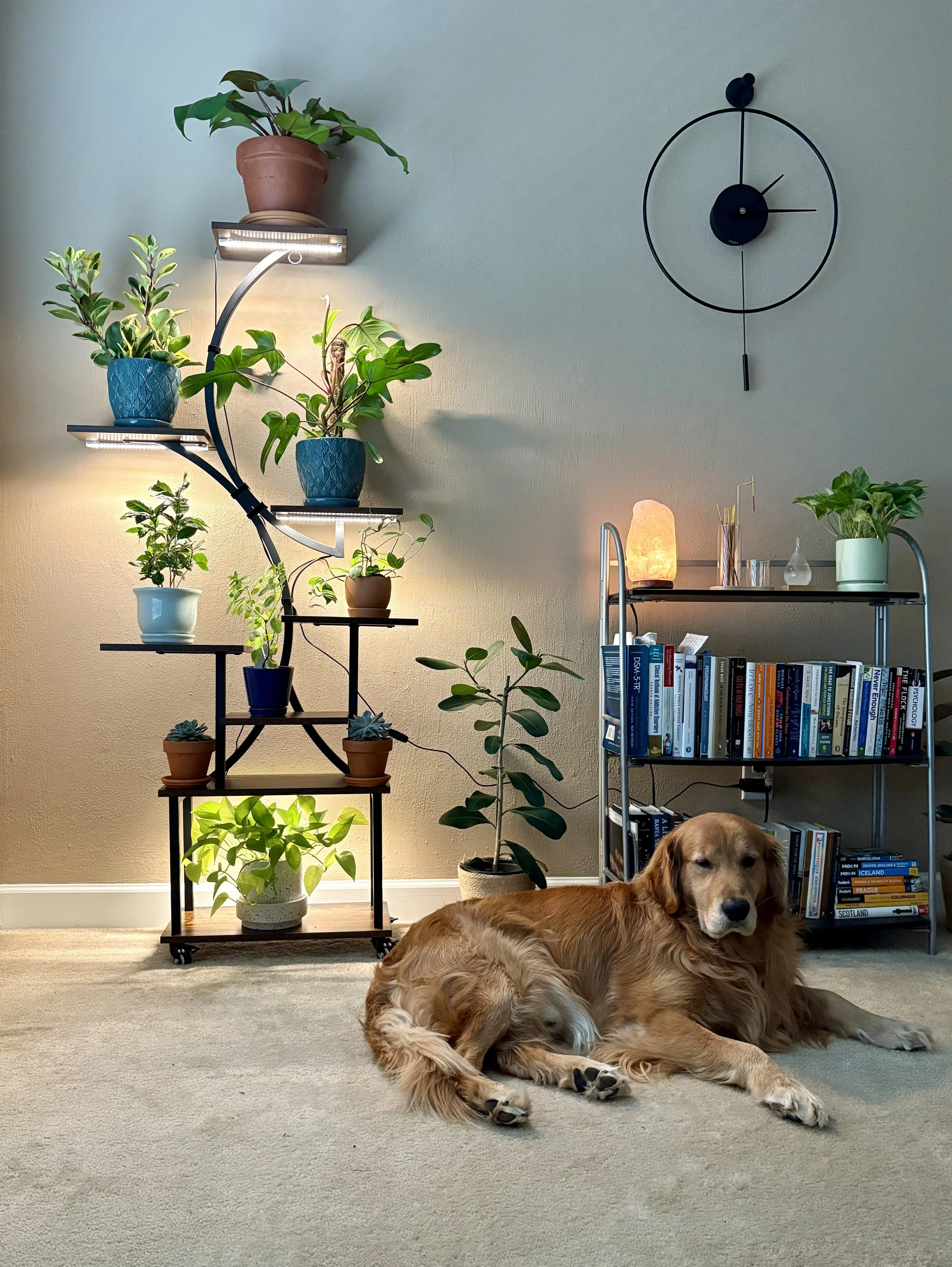 A golden retriever dog lying on a beige carpet in front of a bookshelf with sports and travel books, next to a potted plant. To its left is a black metal plant stand with multiple potted plants, illuminated by a lamp. On the wall, there is a modern black clock with a minimal design and hanging pendulum.