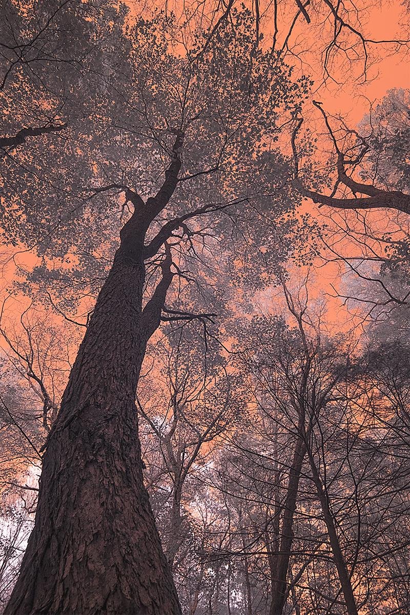 Elizabeth OConnor (Copy)