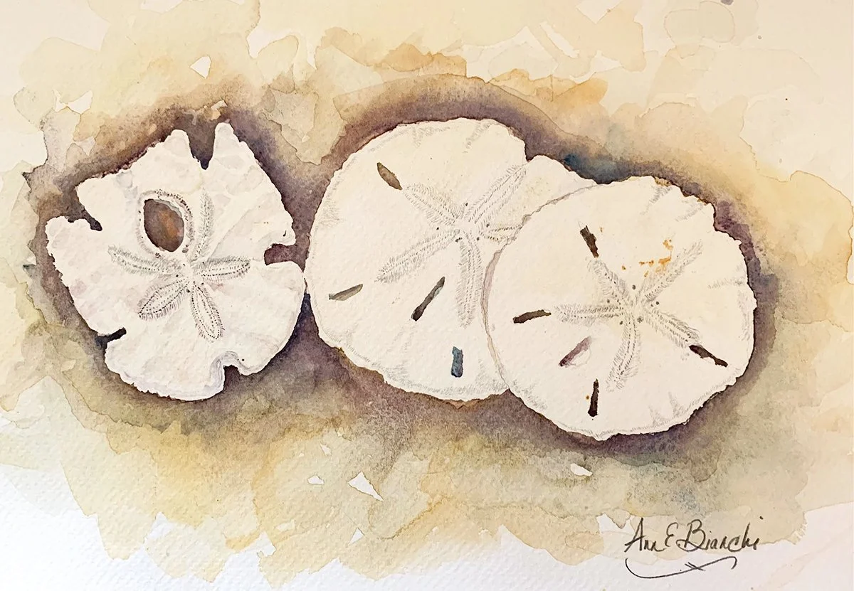 Resize-Bianchi-Sand_Dollars.jpg