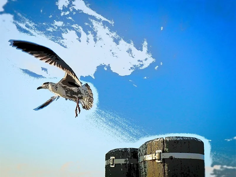 Shane Gutierrez - Seagull.jpg