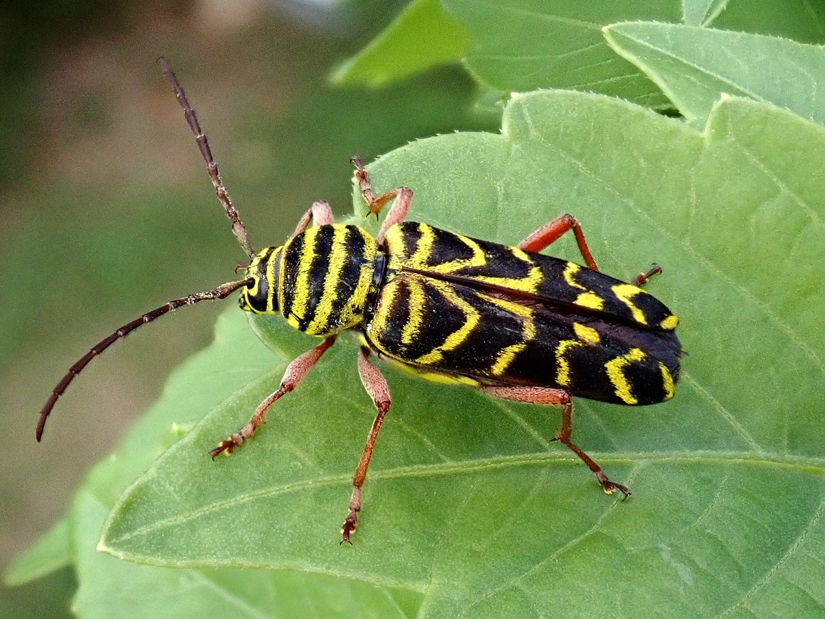 Yellow-Black-Beetle-Photo.jpg