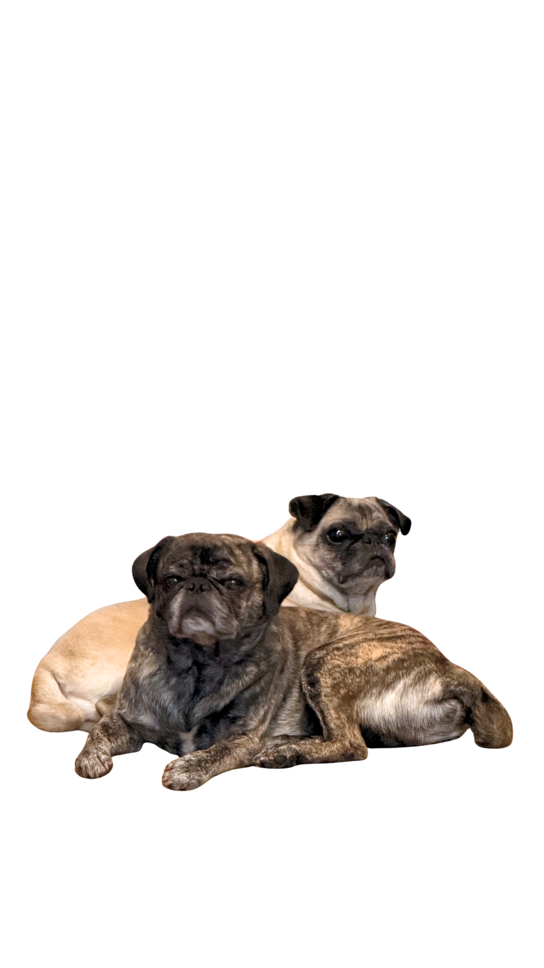 Two French Bulldogs, one light brown and the other brindle, laying down and facing front.