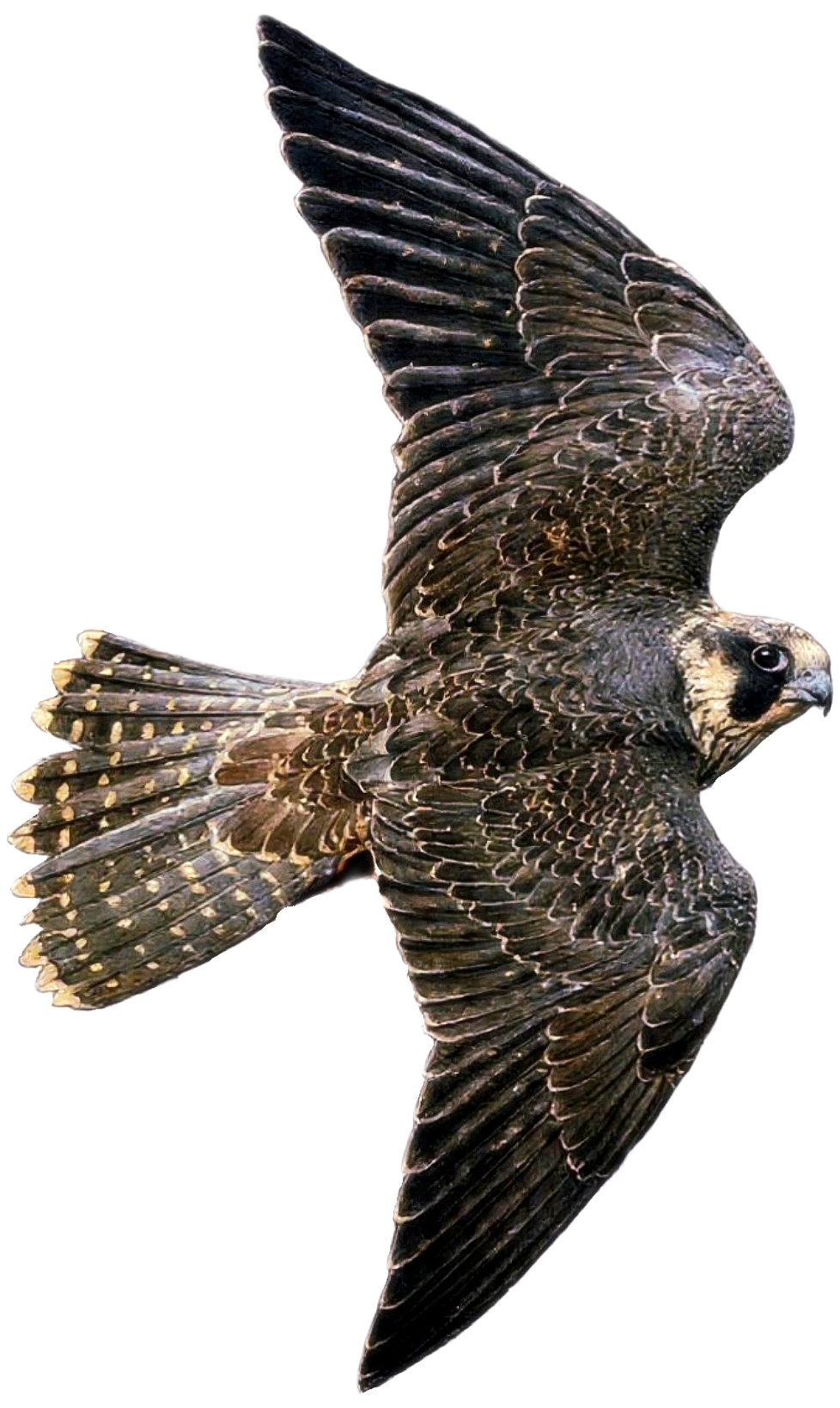 Colorful bird of prey in flight with spread wings, detailed feathers, dark brown and beige plumage.
