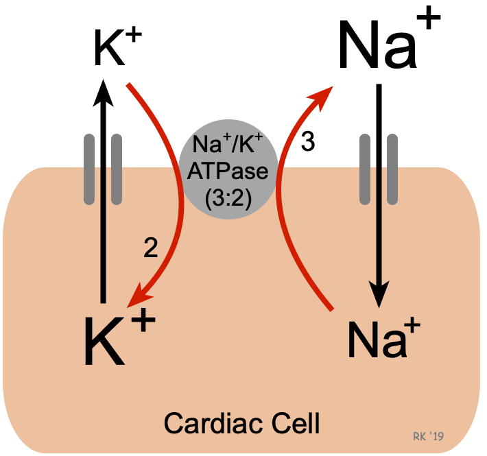 cardiac cell na k atpase pump membrane potential osmotic gradient