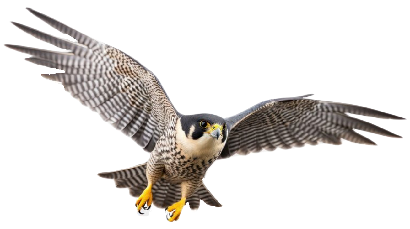 A peregrine falcon with wings spread wide in flight