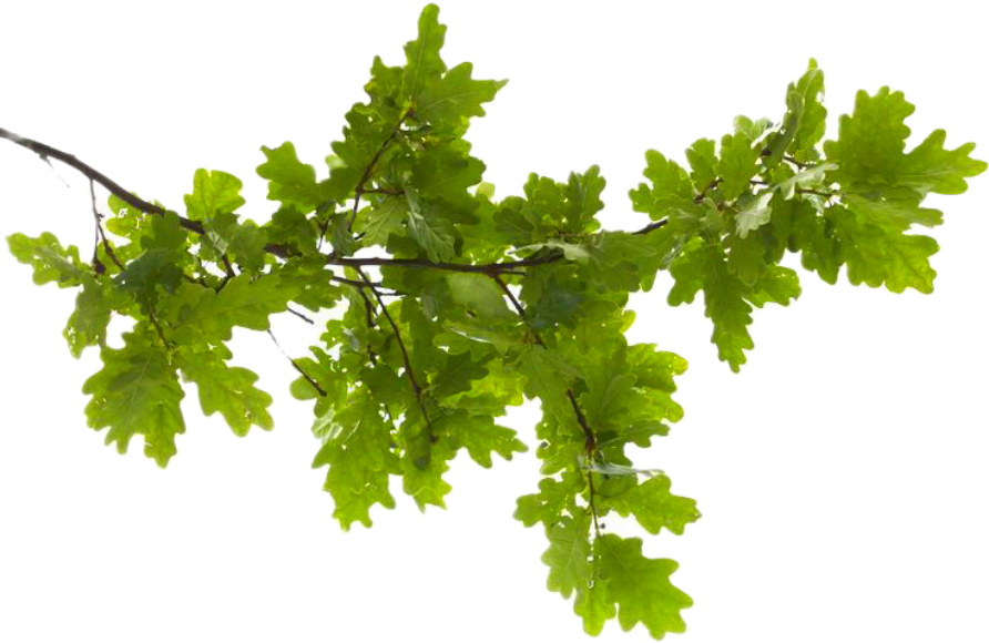 A branch of green oak leaves.