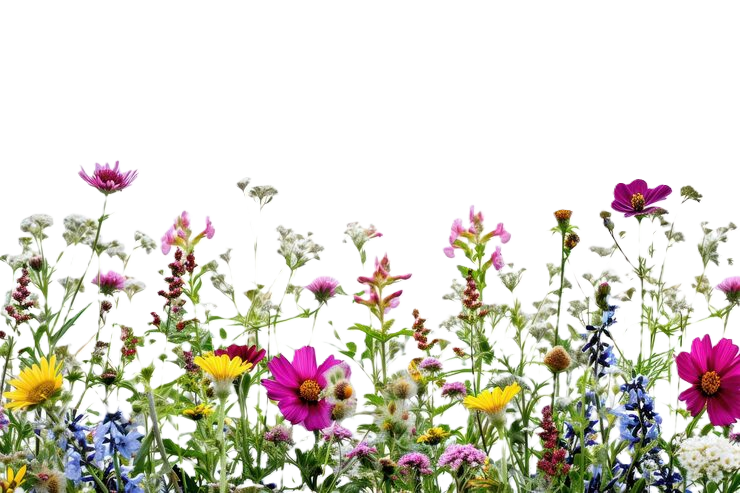 A field of colorful wildflowers including pink, yellow, purple, and white blossoms.