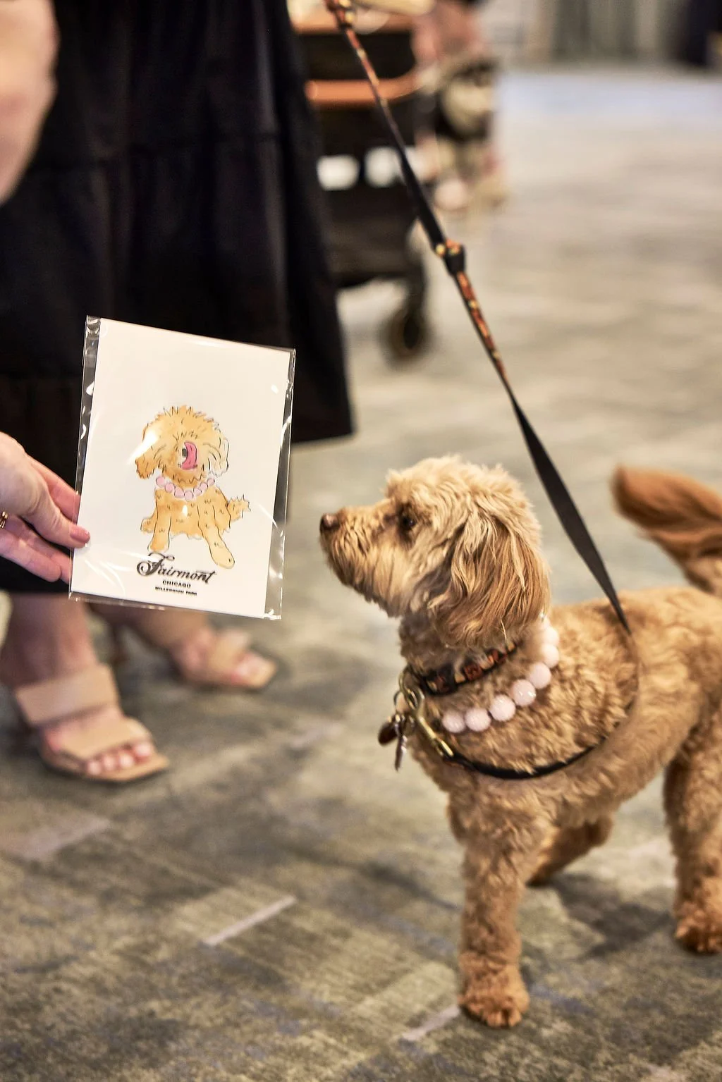 260821_Fairmont_PamperedPooch_0709.jpg