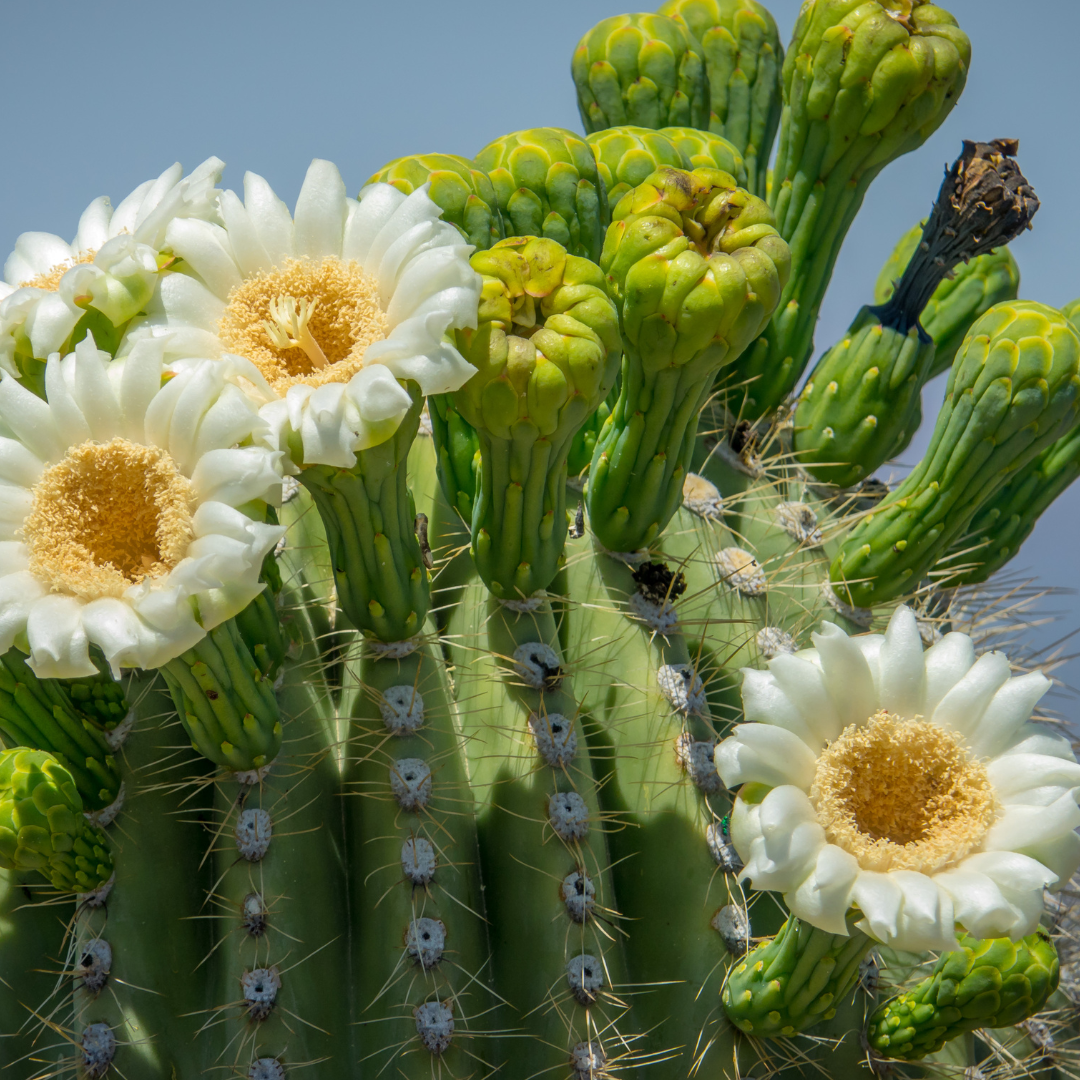 When the Heat Hits Hard: What Southern Arizona Families Need to Know This Summer